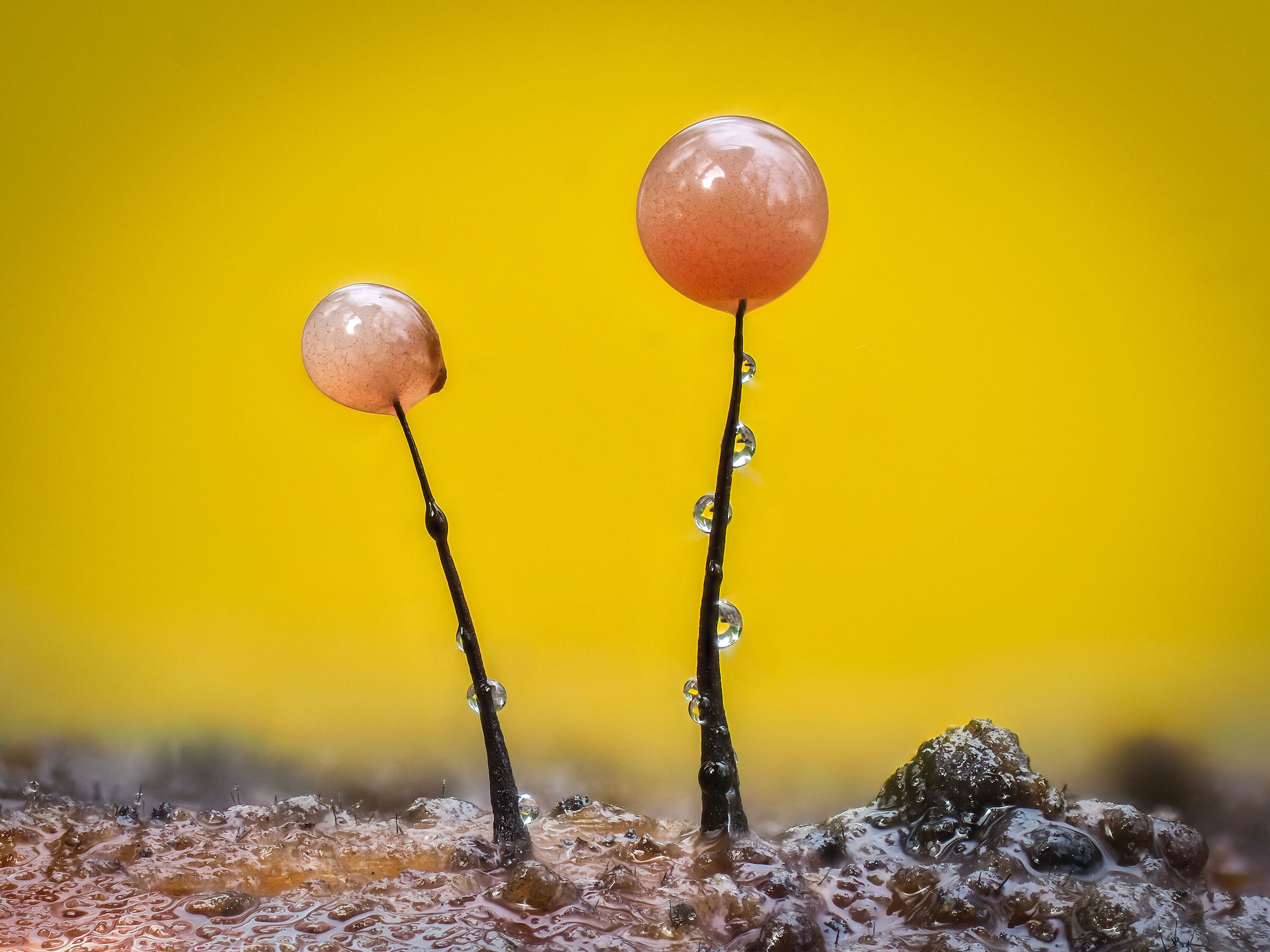 Comatricha nigra