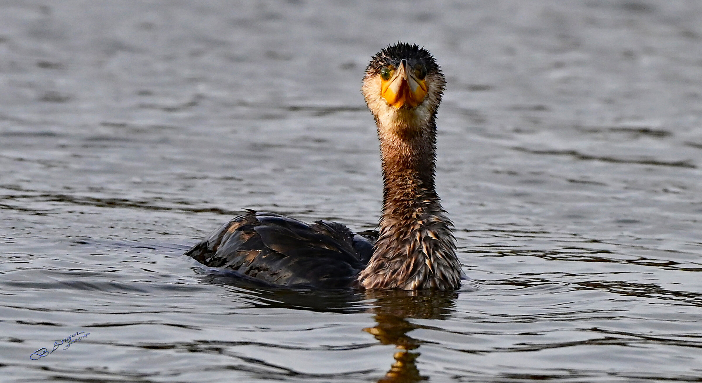 " ti ho visto sai !! "  ( Cormorano )