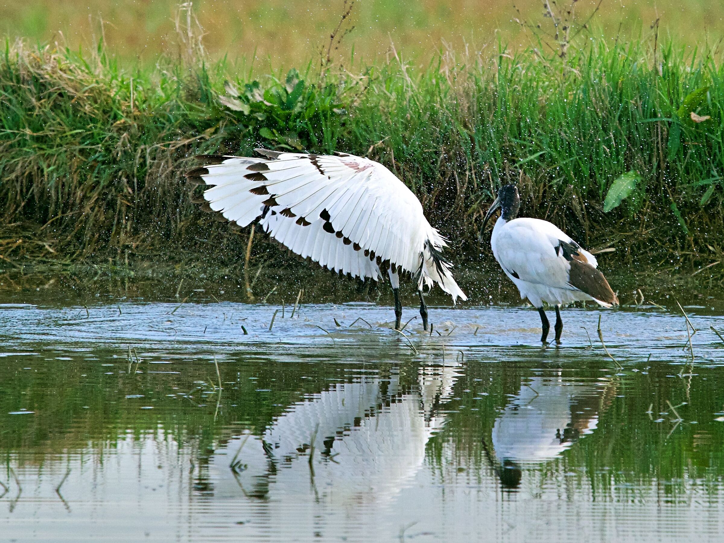 Sacred ibis at the bath