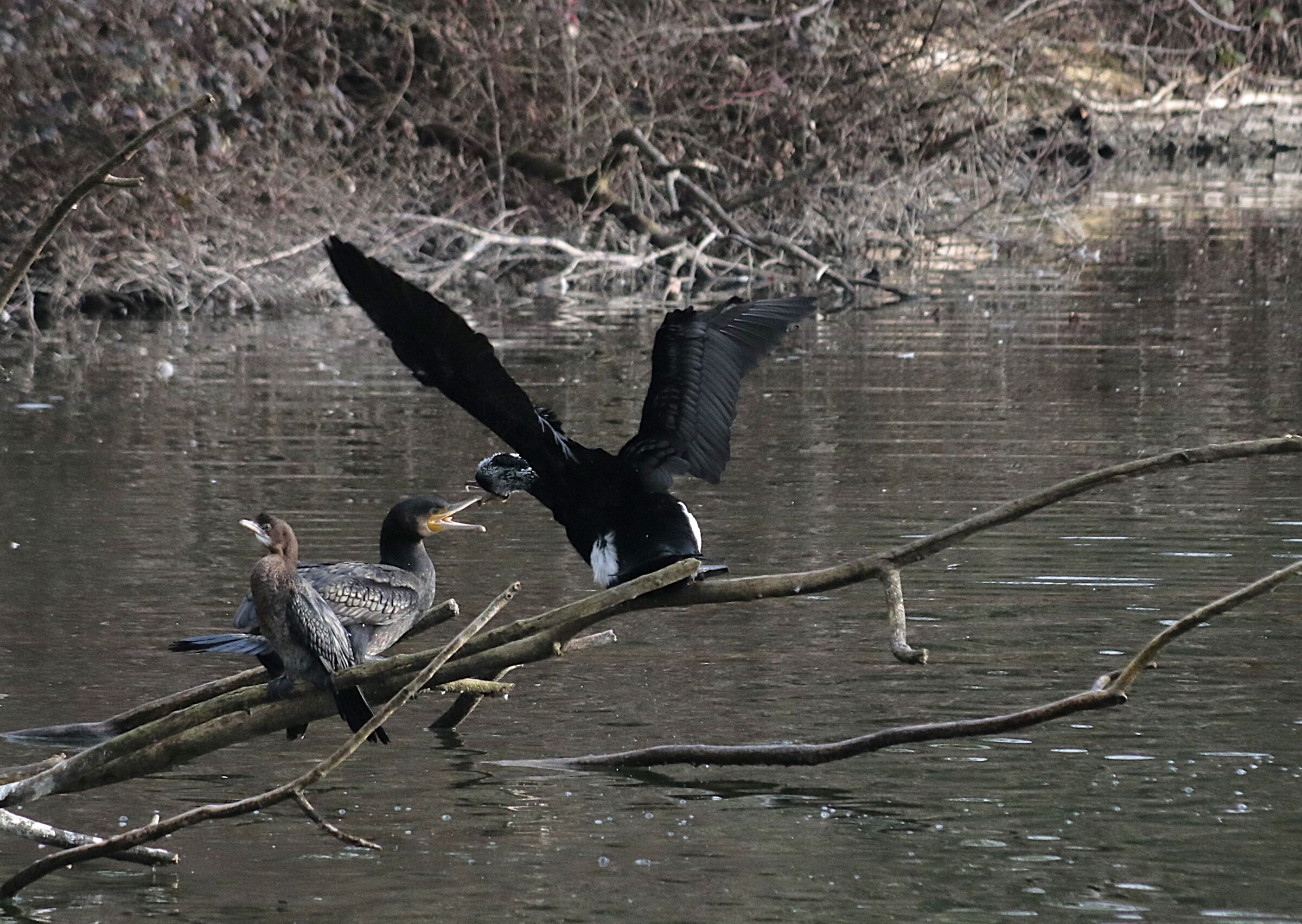 It's time for courtship