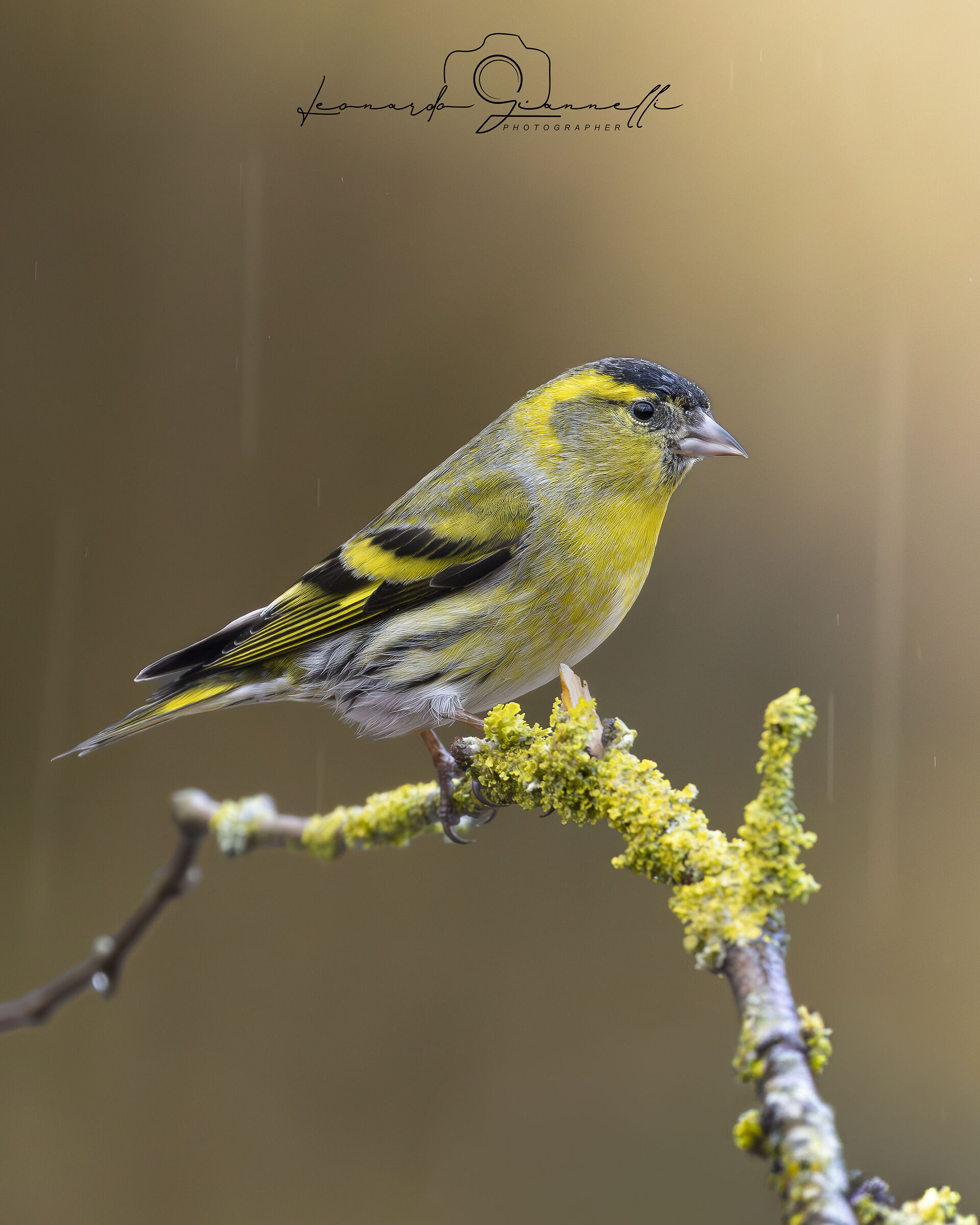 Common Spirus (Spinus Spinus)