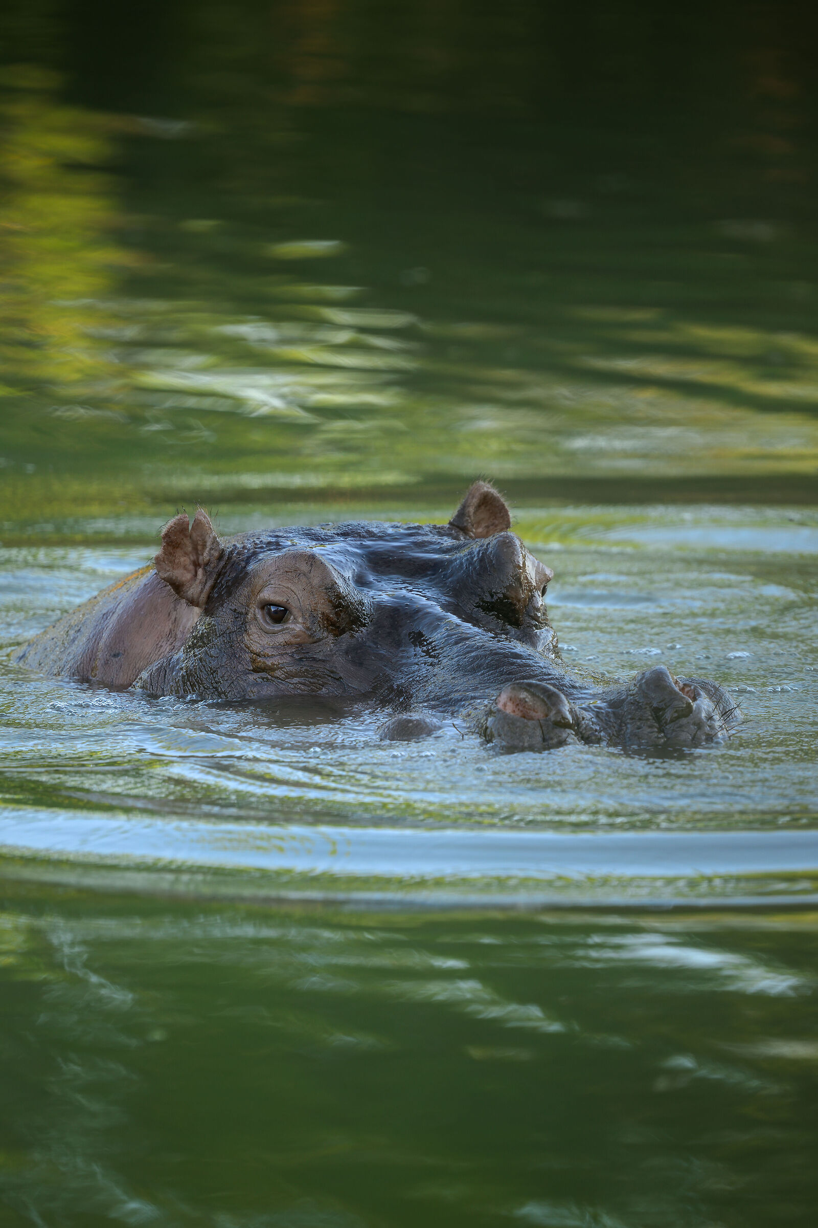 Hippopotamus amphibius