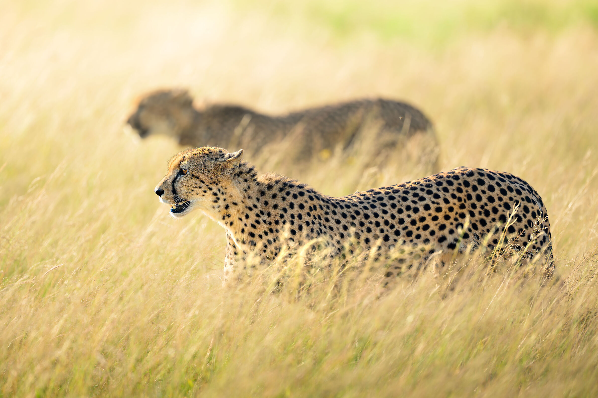 Cheetah Brothers Acinonyx jubatus