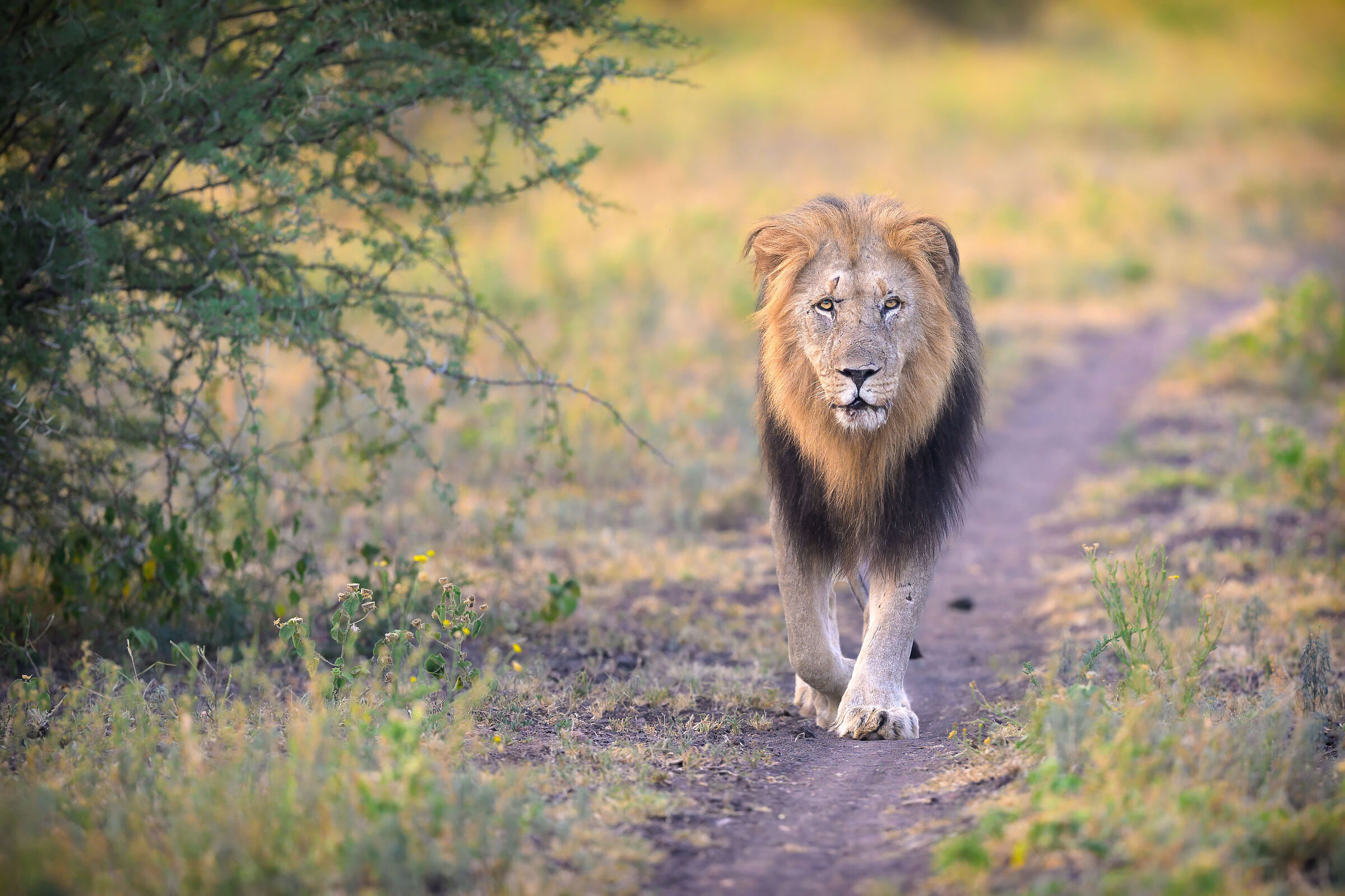 ... he arrives, nice and beautiful.... Panthera leo