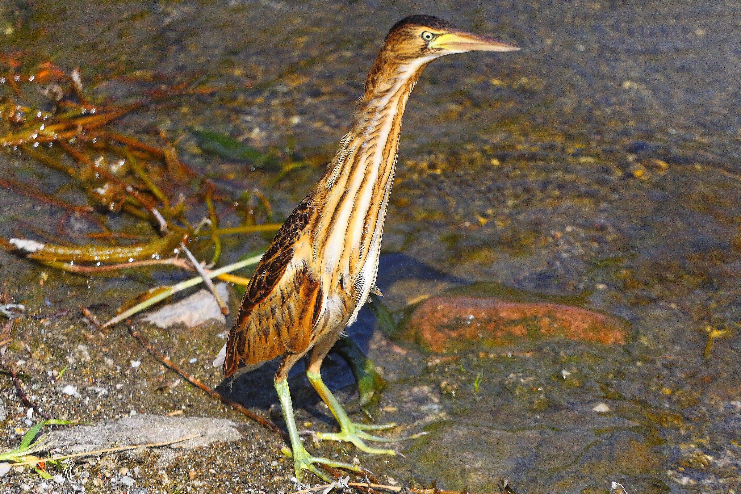 Tarabusino 16 settembre 2025 - 0065