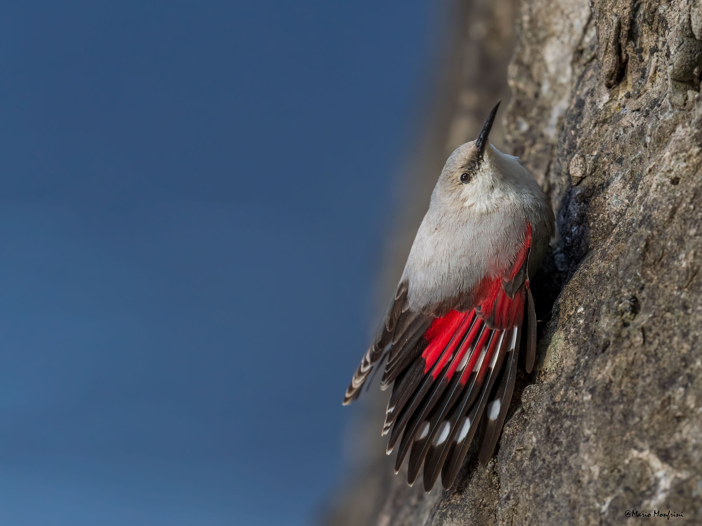 La farfalla delle rocce