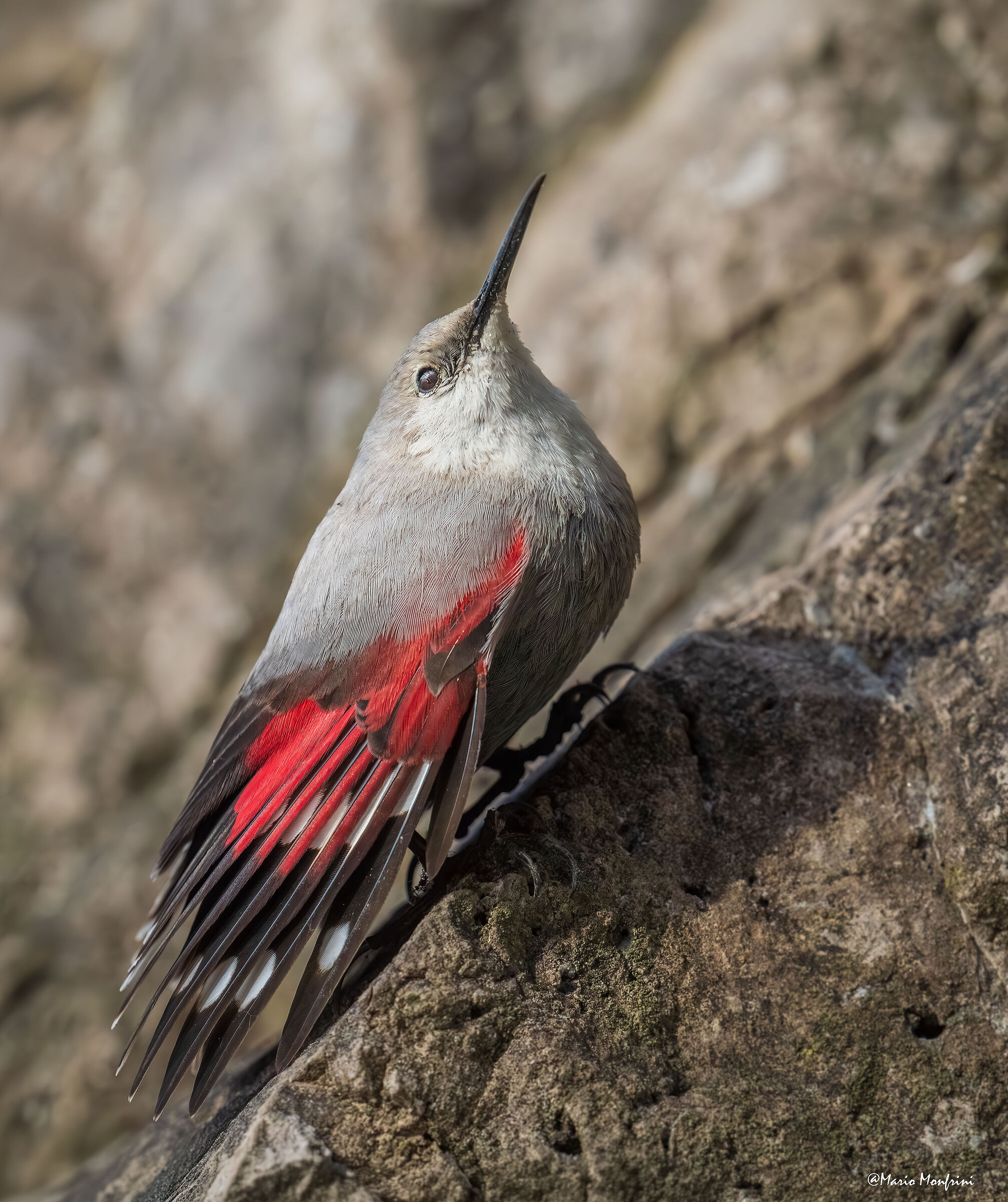 La farfalla delle rocce