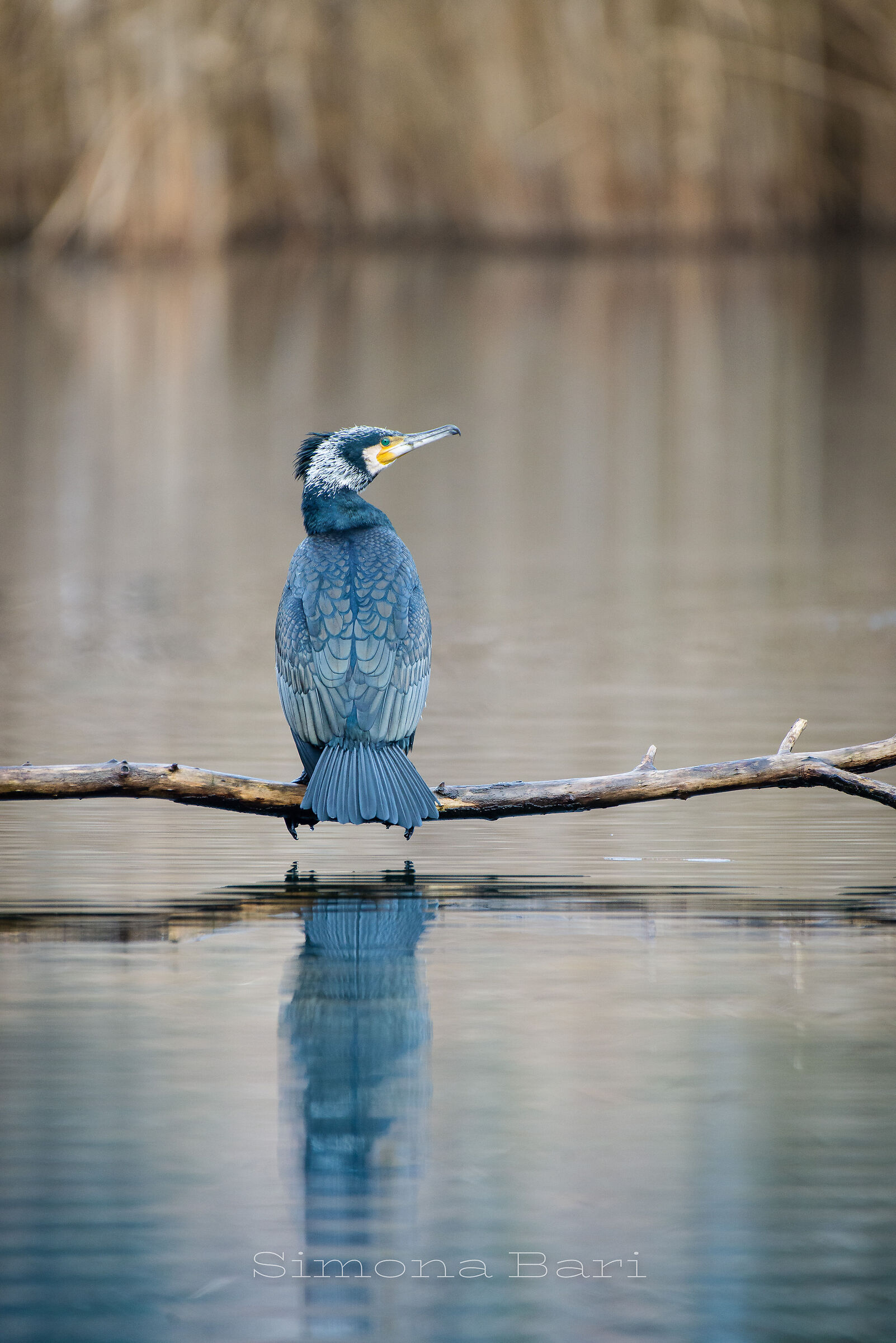 Cormorano
