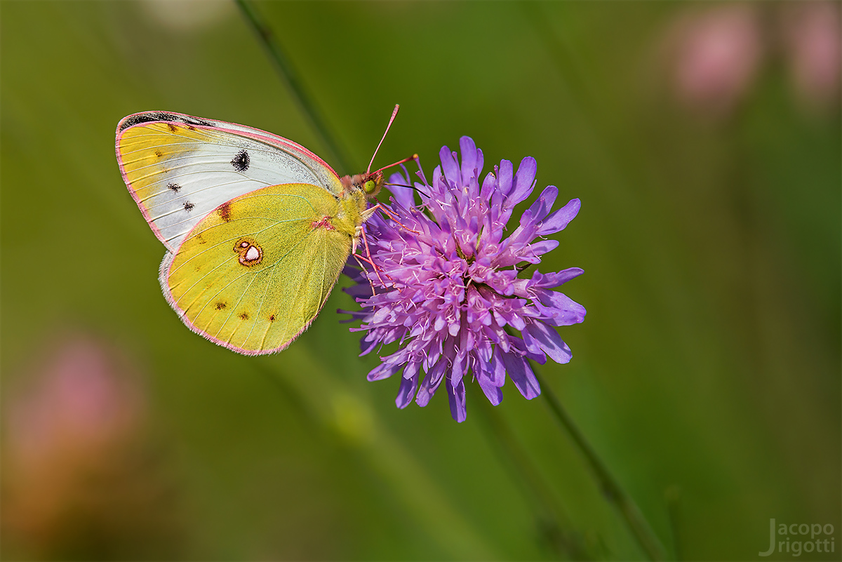 Colias alfacariensis