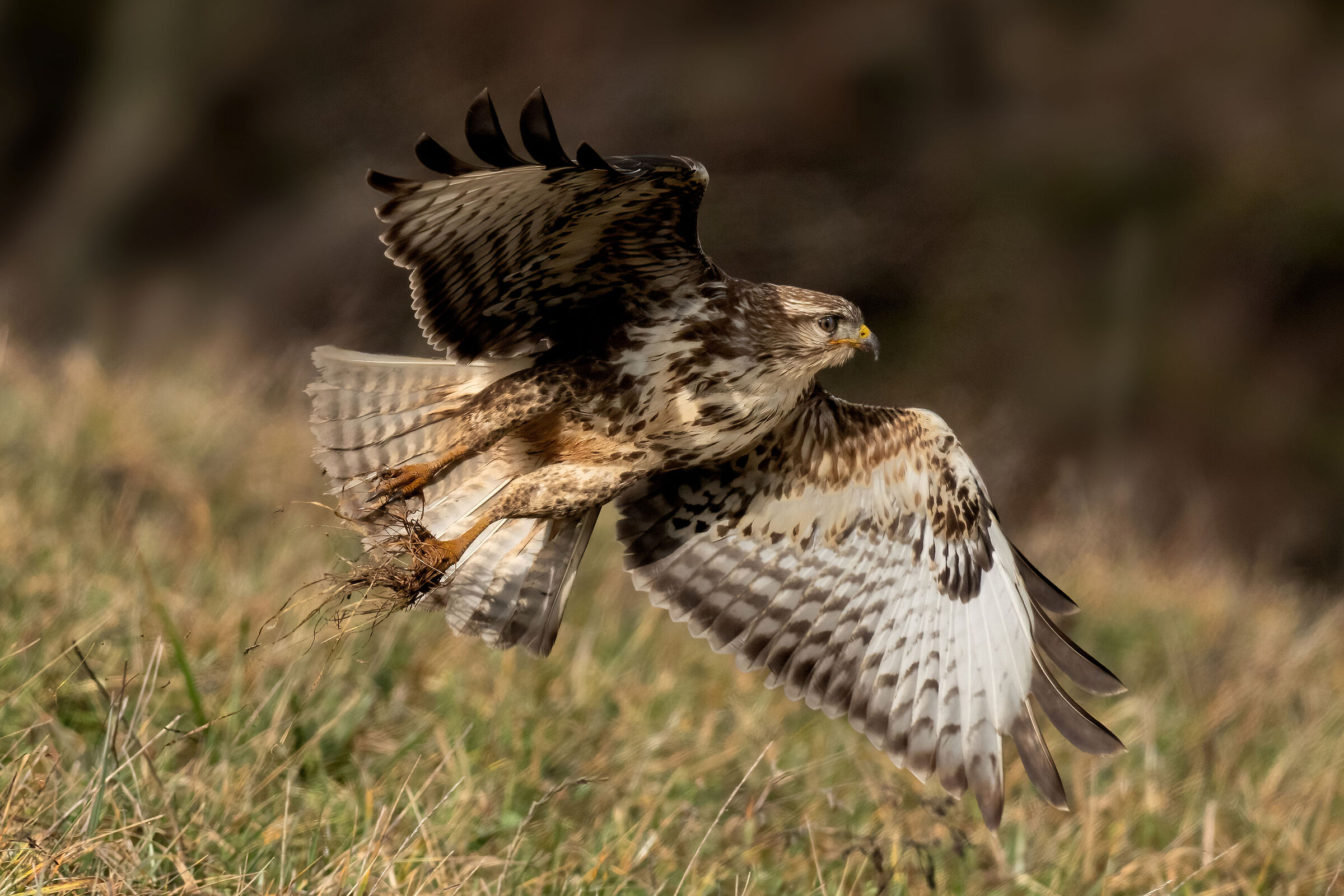 Poiana (Buteo buteo)