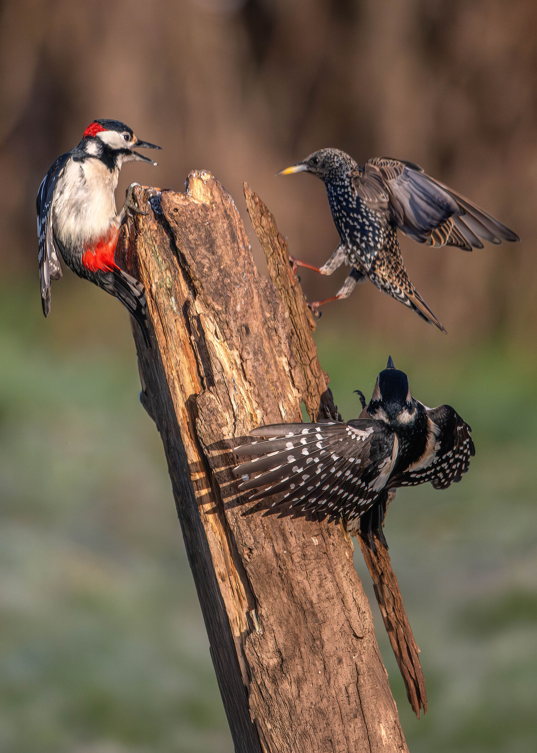 Spotted woodpecker and starling