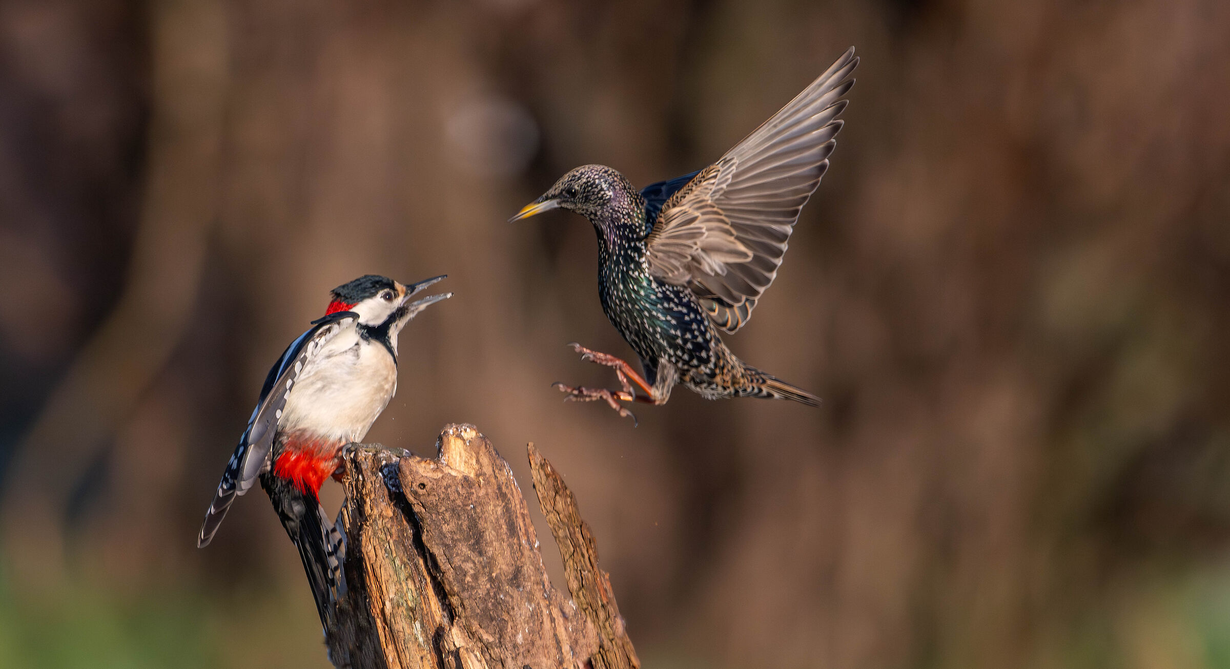Woodpecker and starling