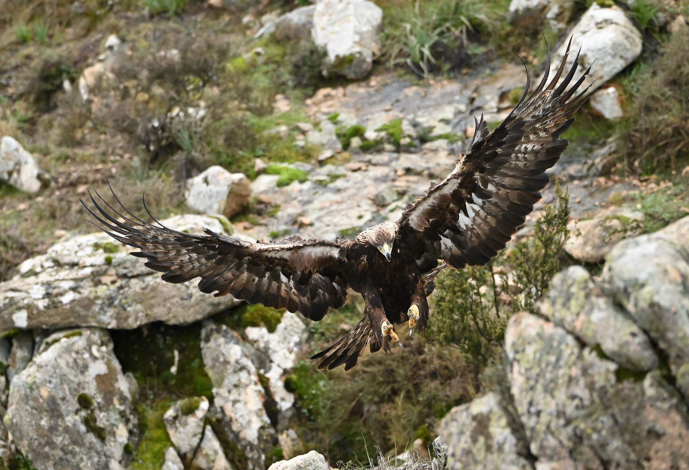Golden eagle