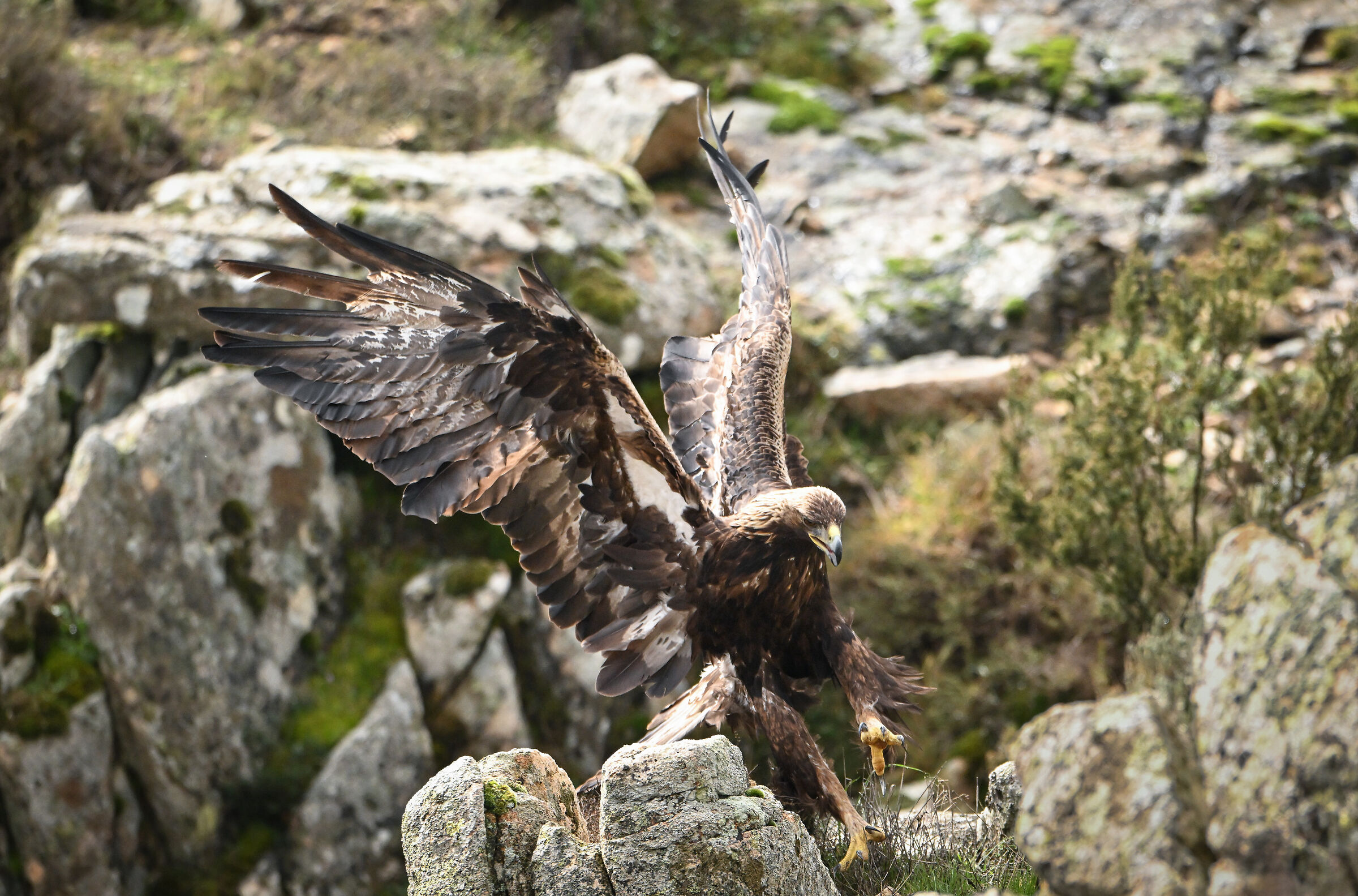 Golden eagle