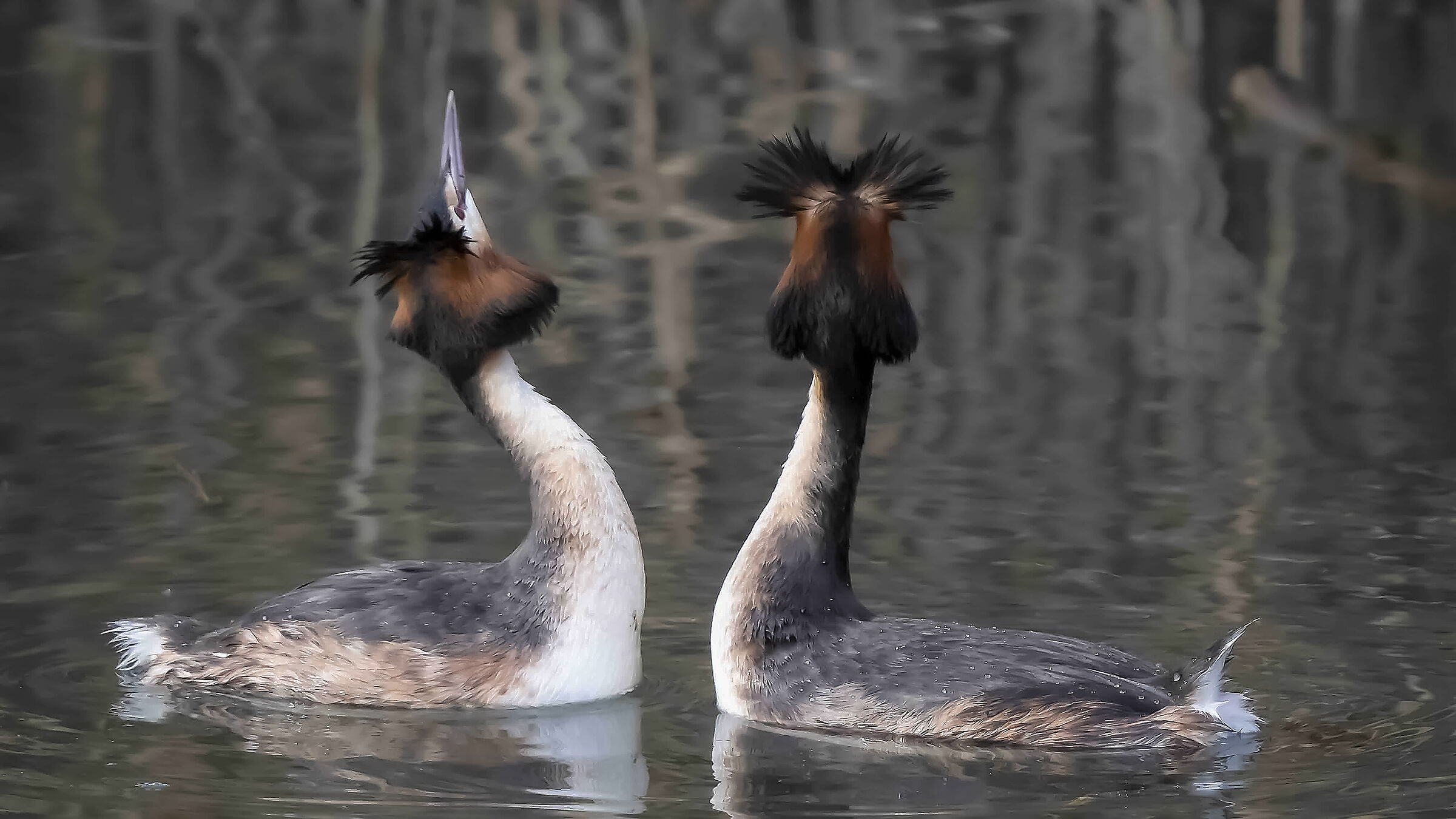 Danziamo un po Svassi