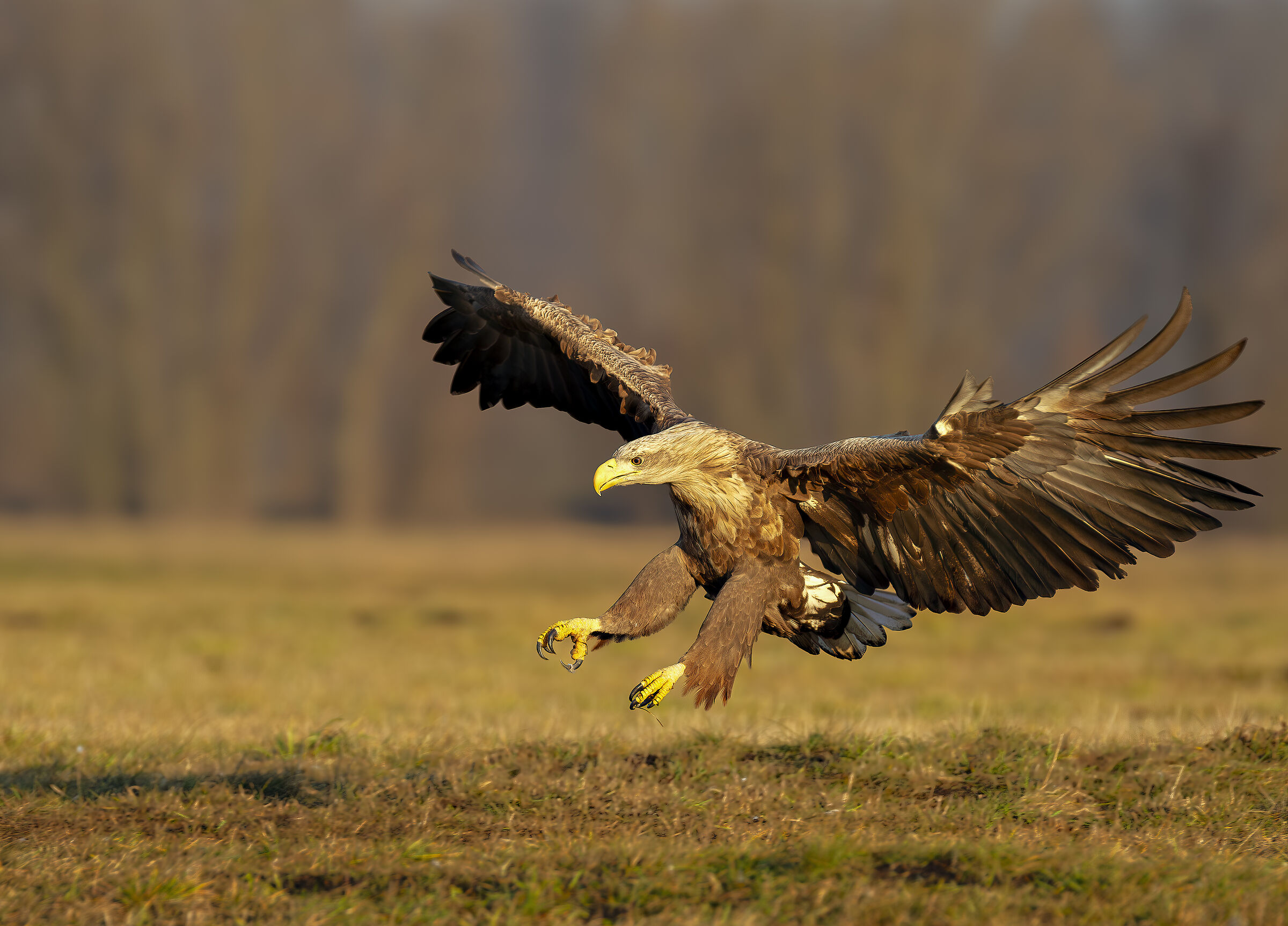 White-tailed sea eagle
