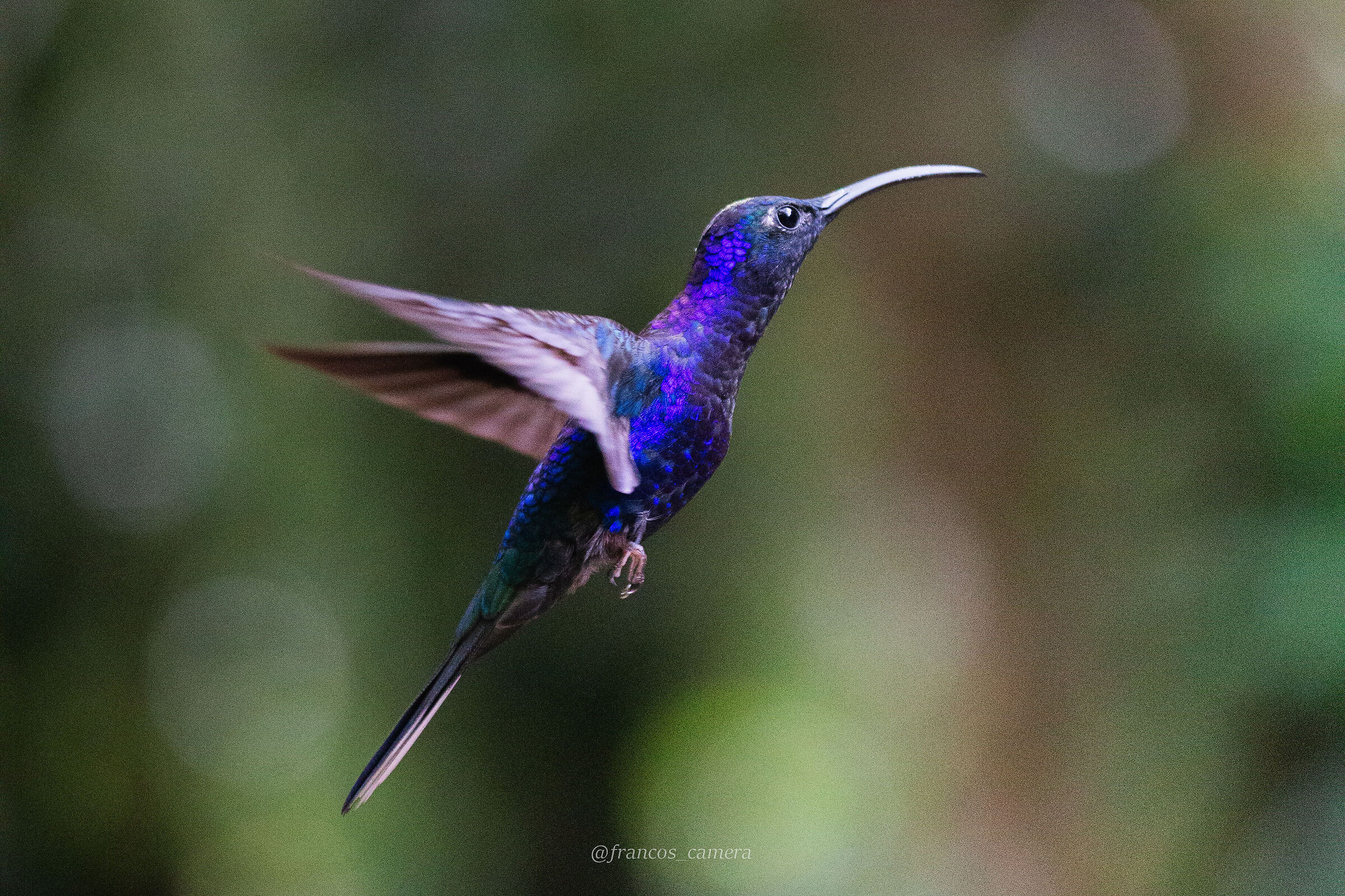Hummingbird Flying free