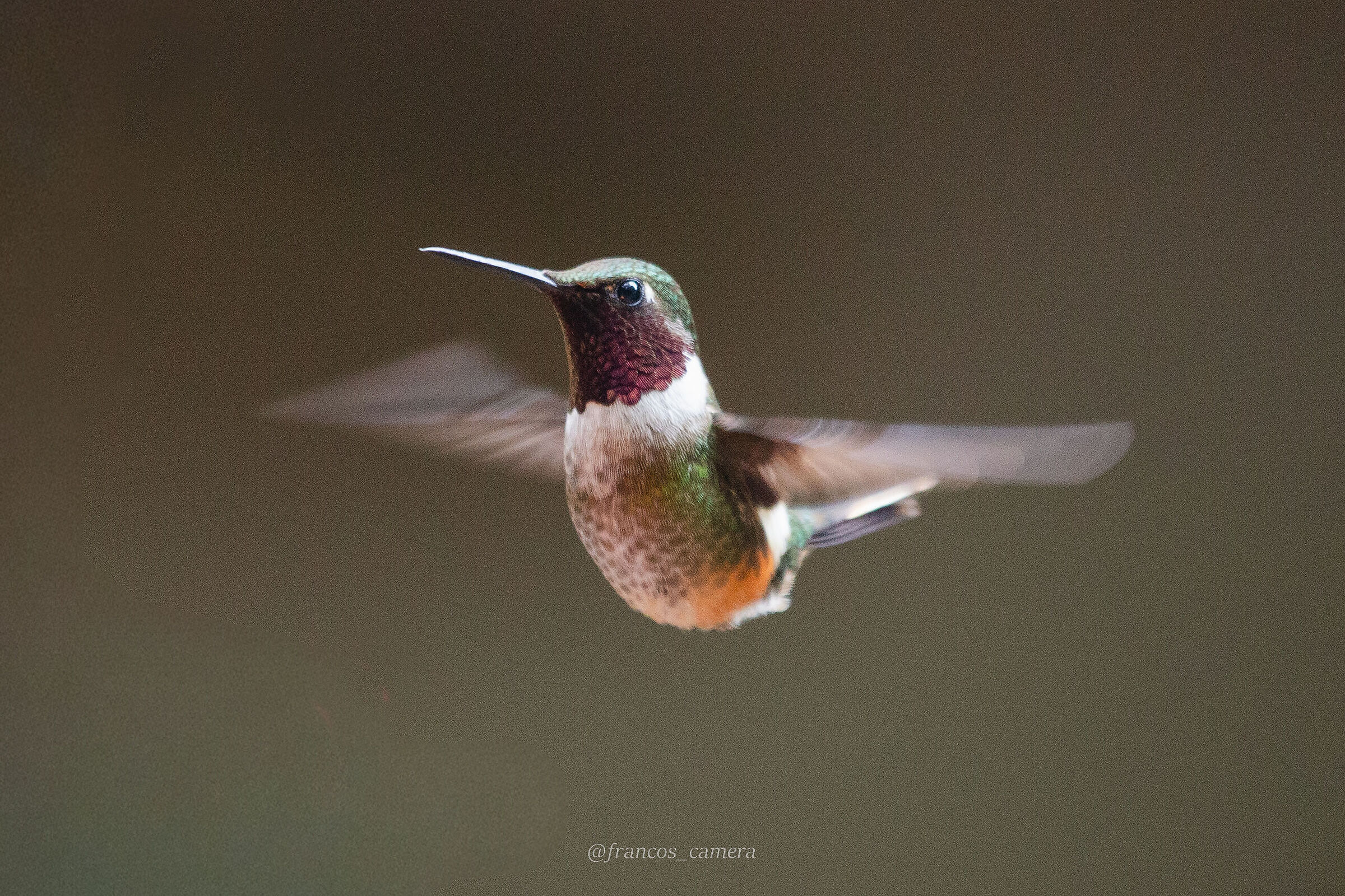 Hummingbird Flying free #2