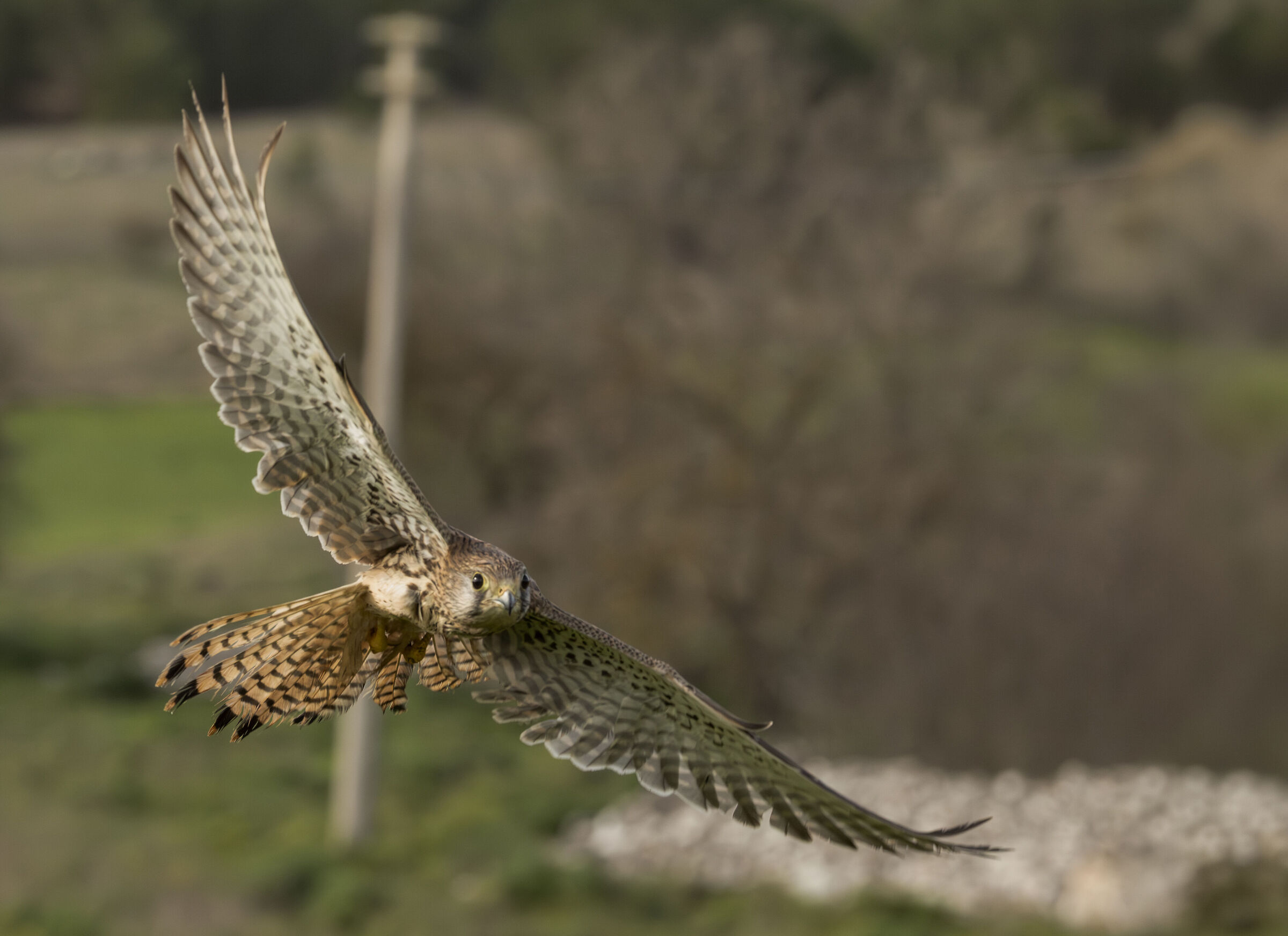 A Kestrel Flying