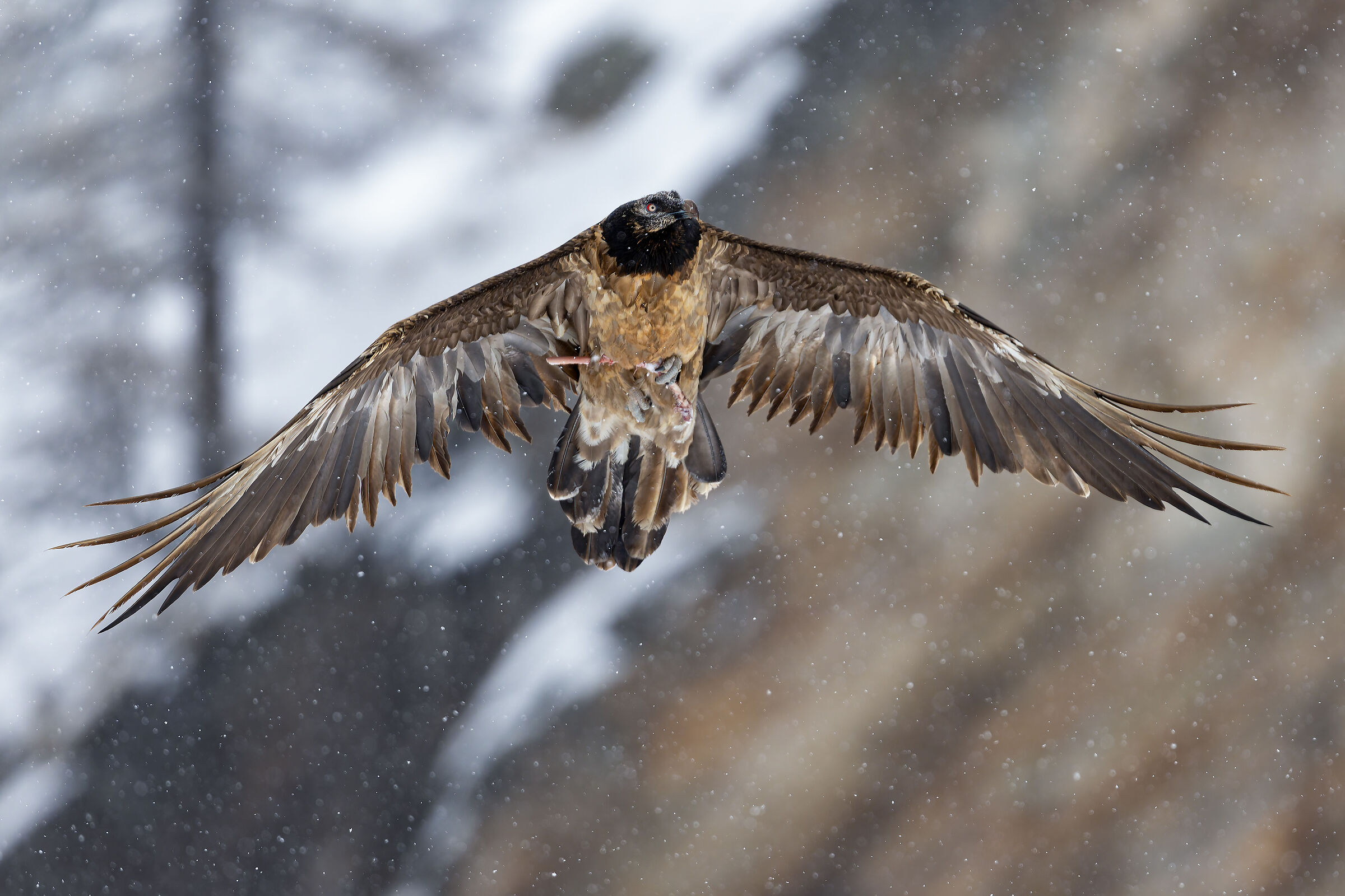 Gypaetus Barbatus - Gran Paradiso National Park