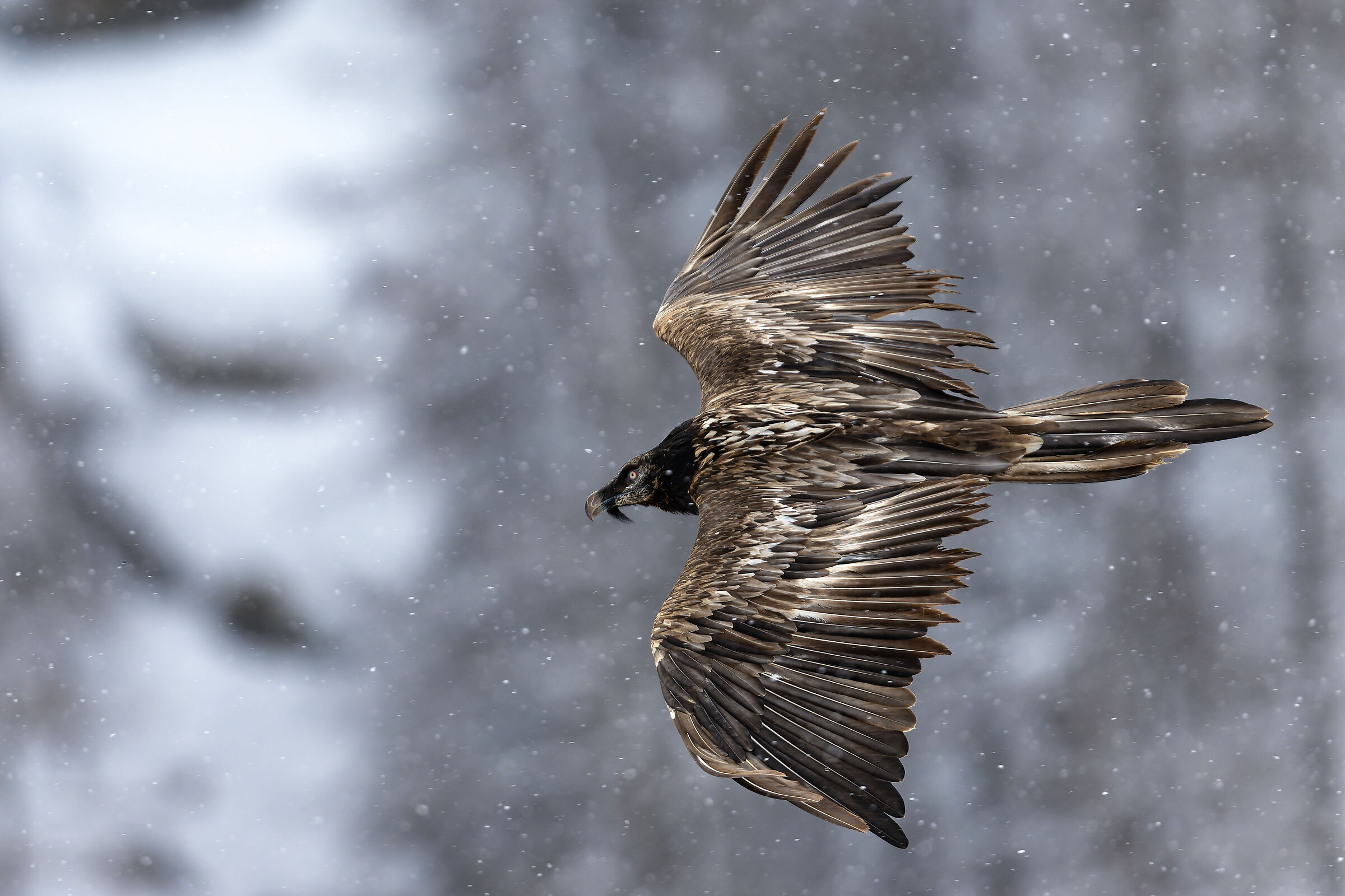 Gypaetus Barbatus - Gran Paradiso National Park