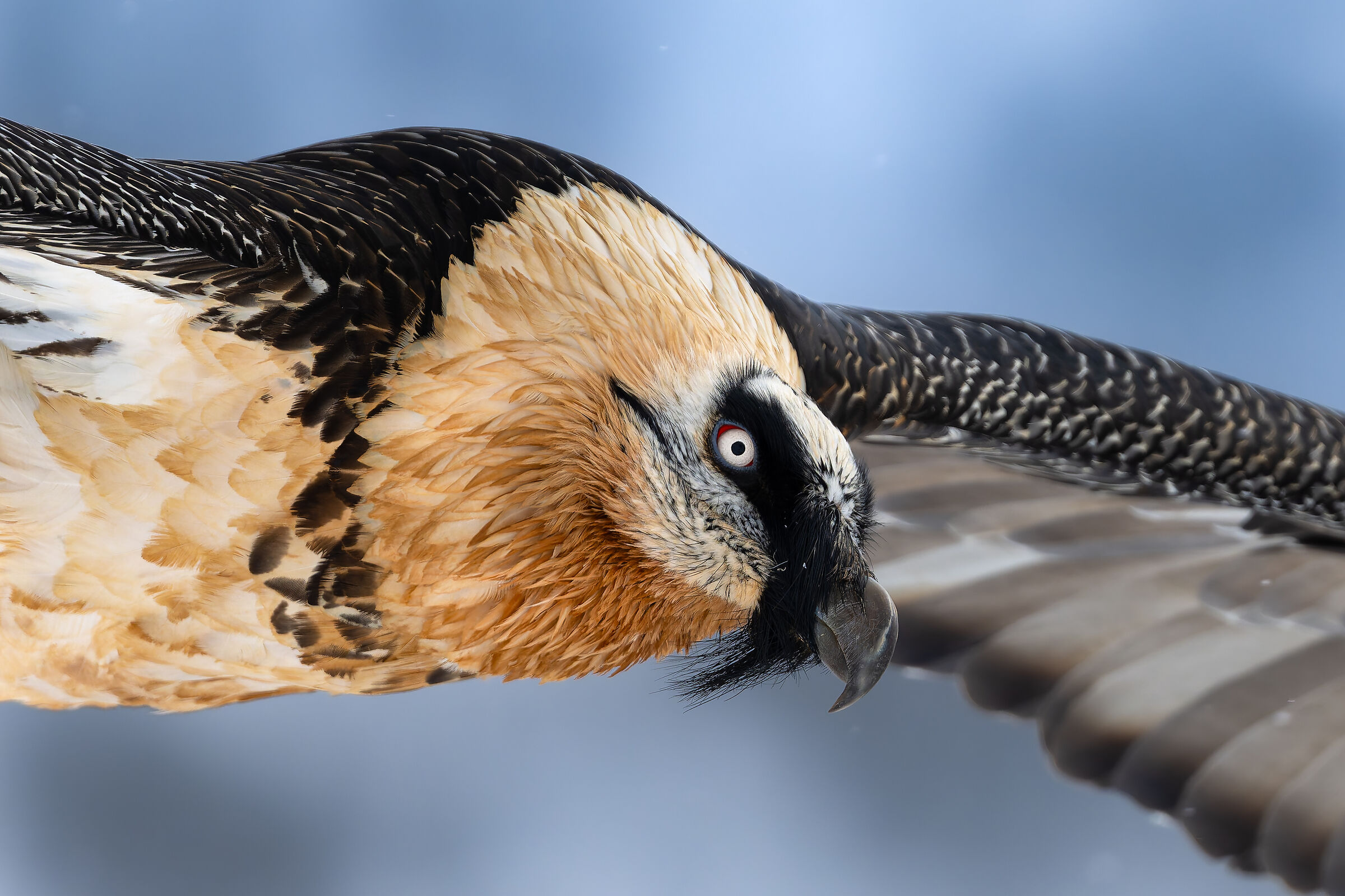 Gypaetus barbatus- Gran Paradiso National Park