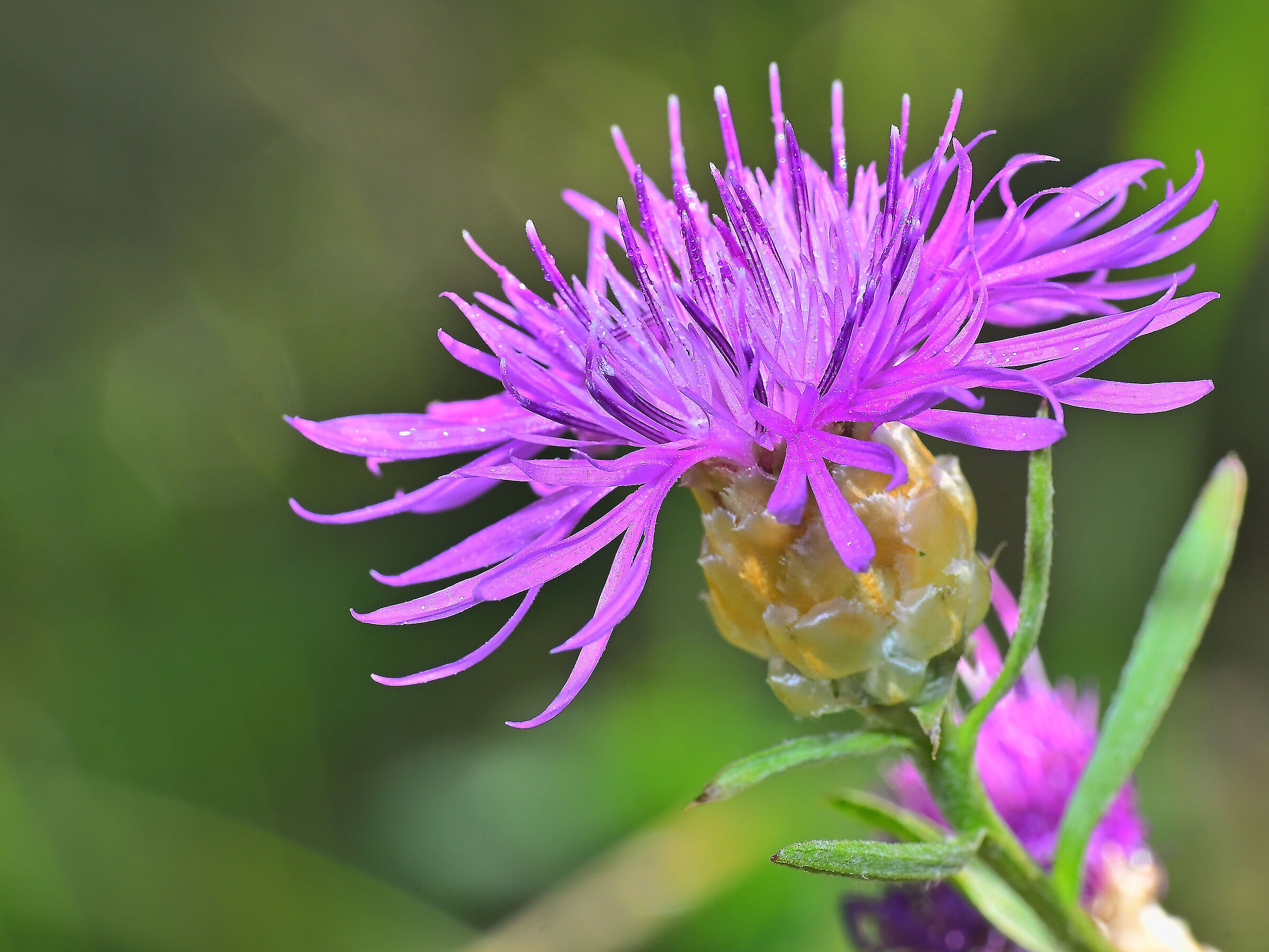 Centaurea