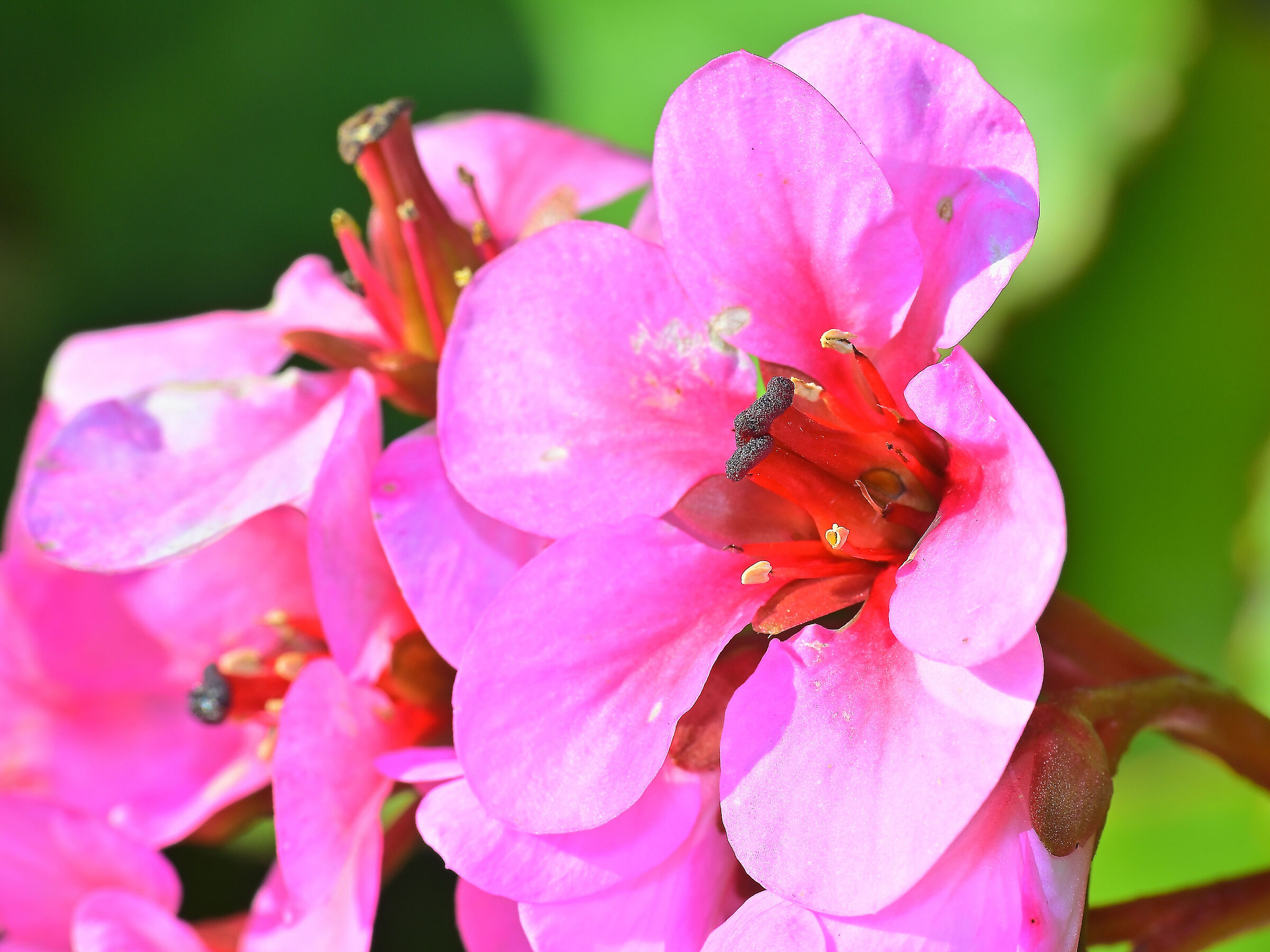 Bergenia crassifolia