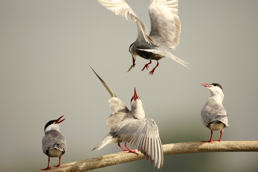 Whiskered Tern