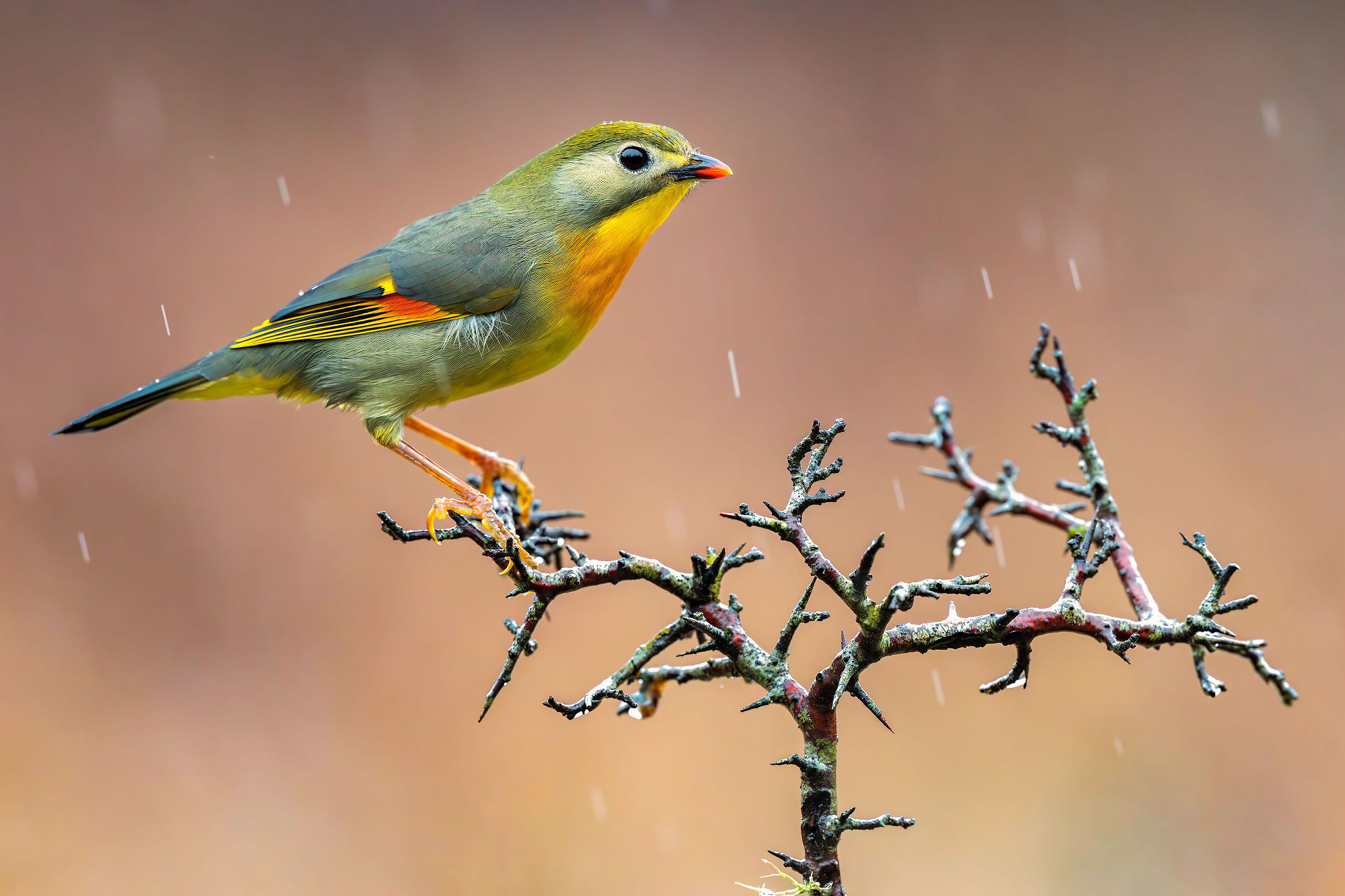 Nightingale of Japan