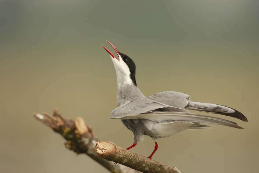Whiskered Tern