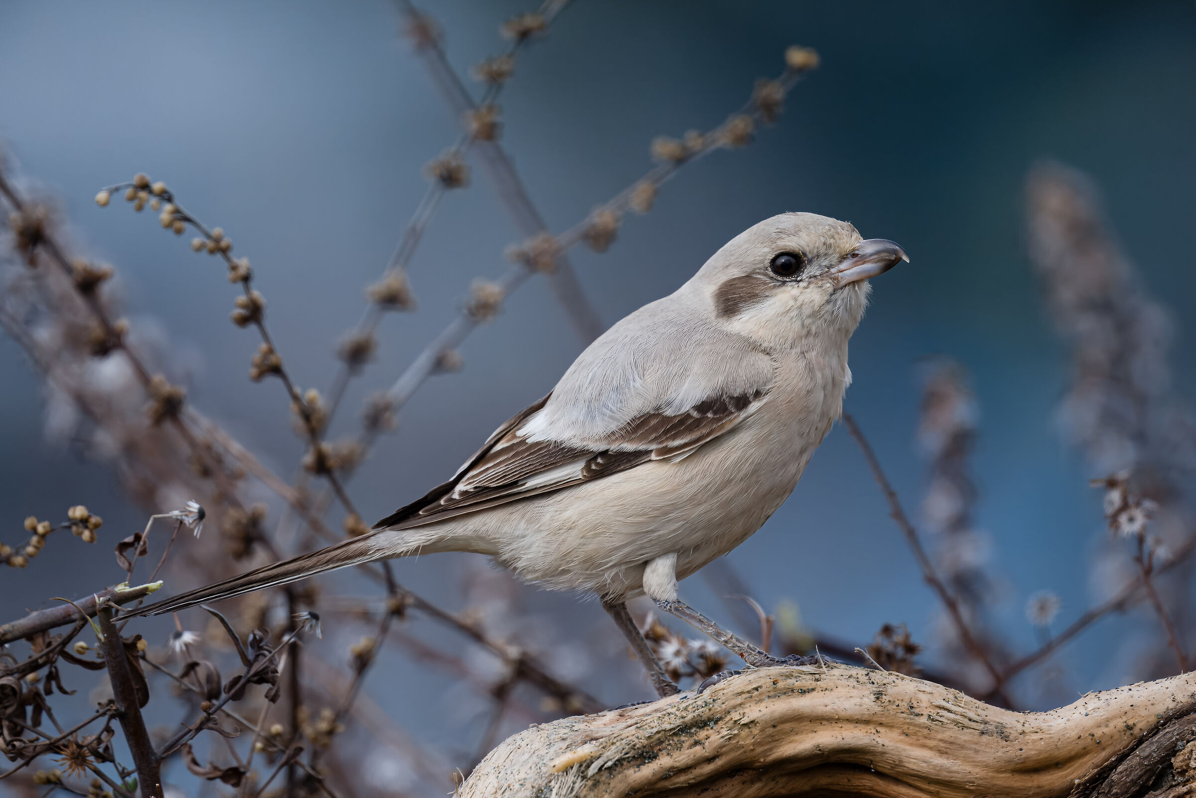 Pale-billed Great-Backed Shrike