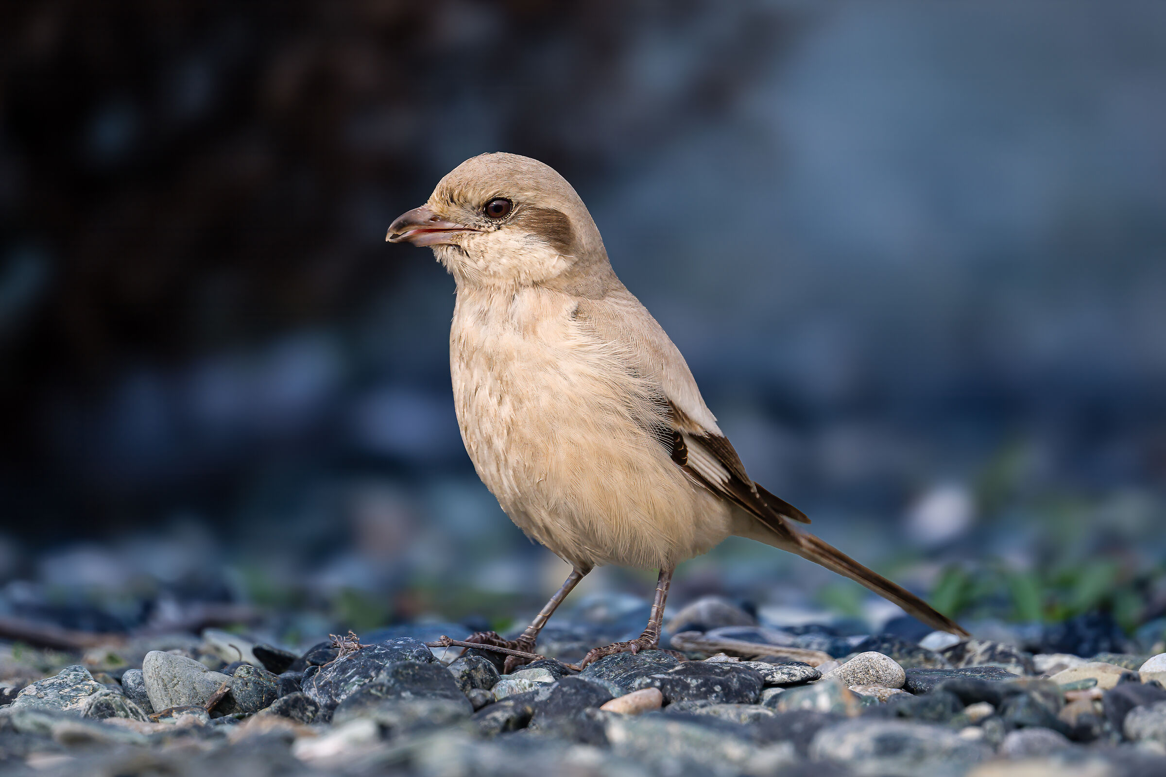 Lanius excubitor pallidirostris