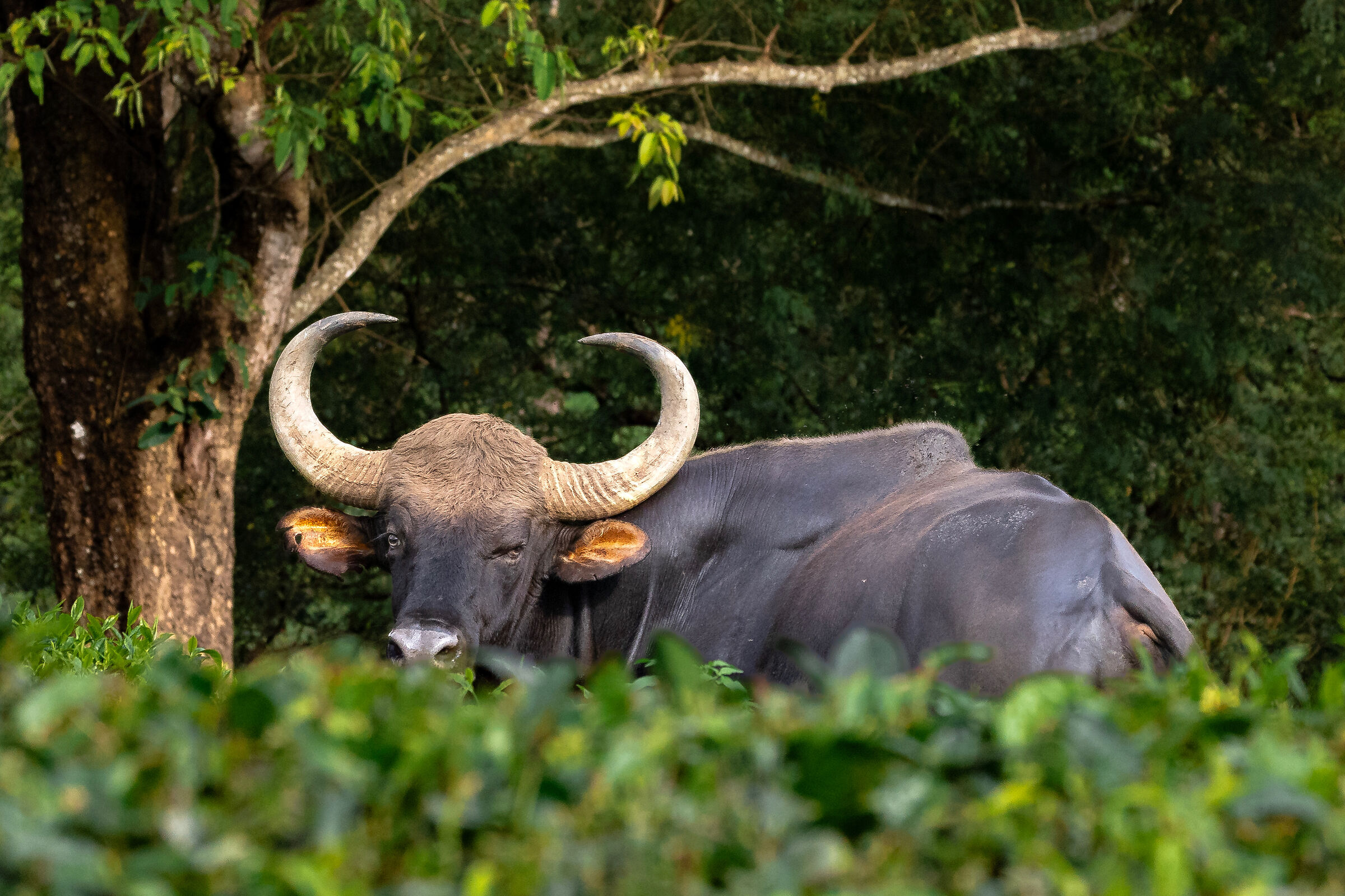 Gaur indiano