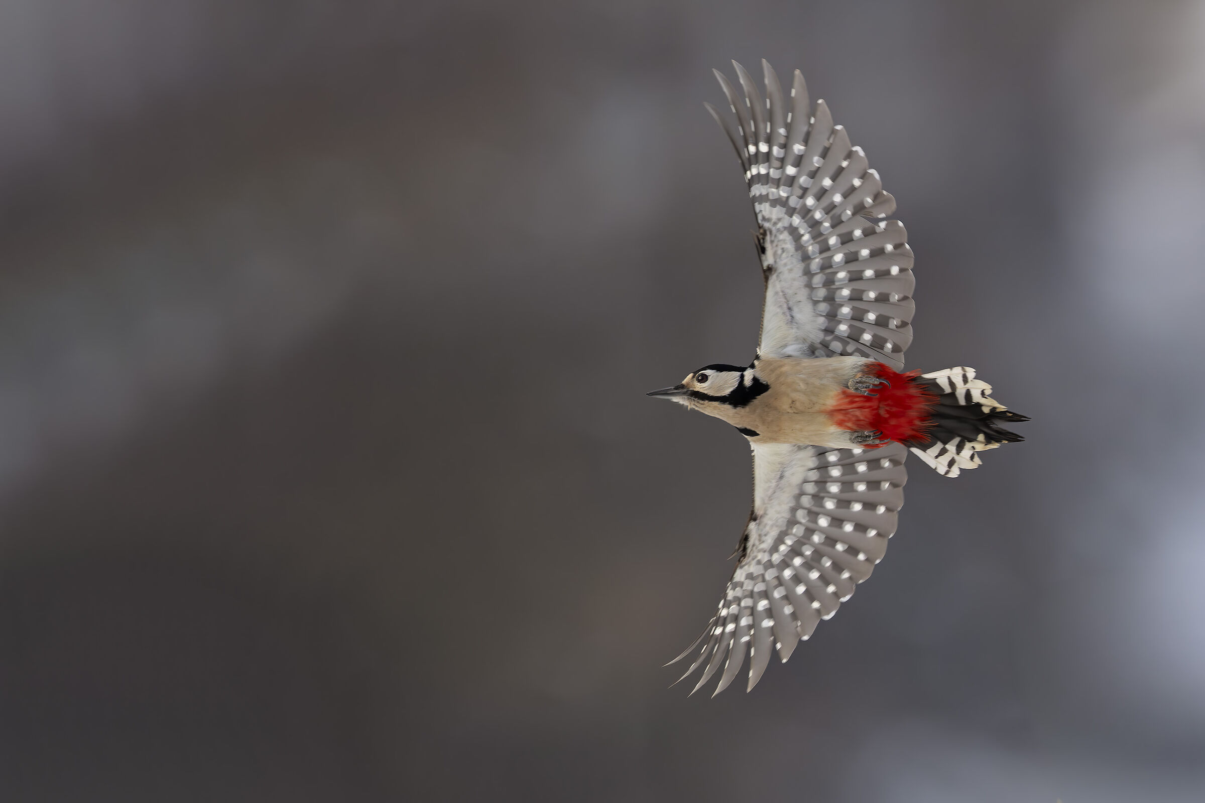 Great Spotted Woodpecker