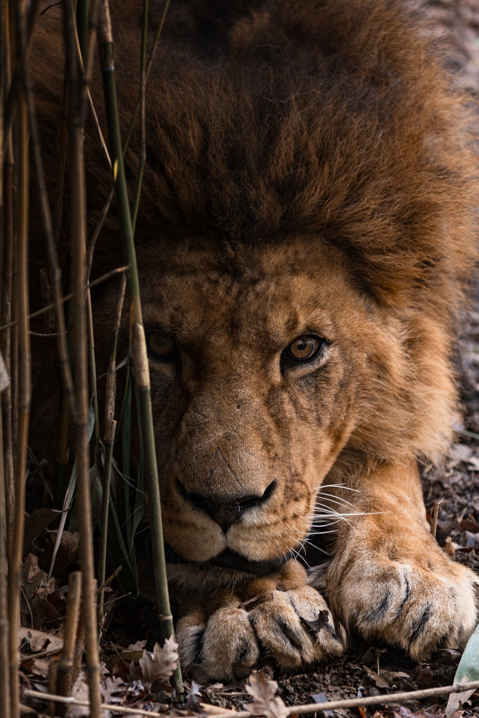 Leo