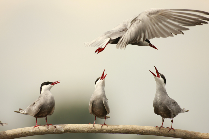 Whiskered Tern