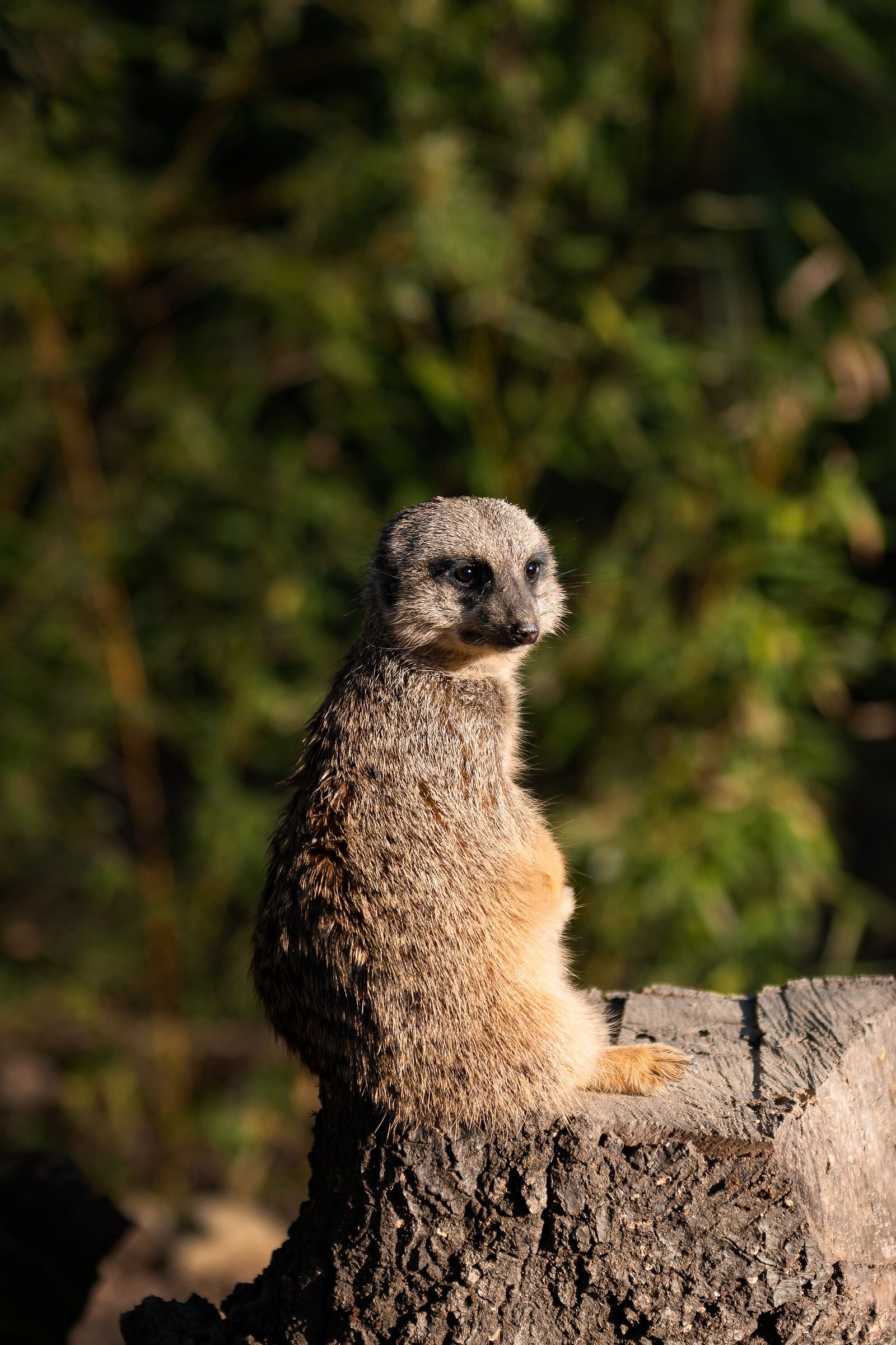 Meerkat