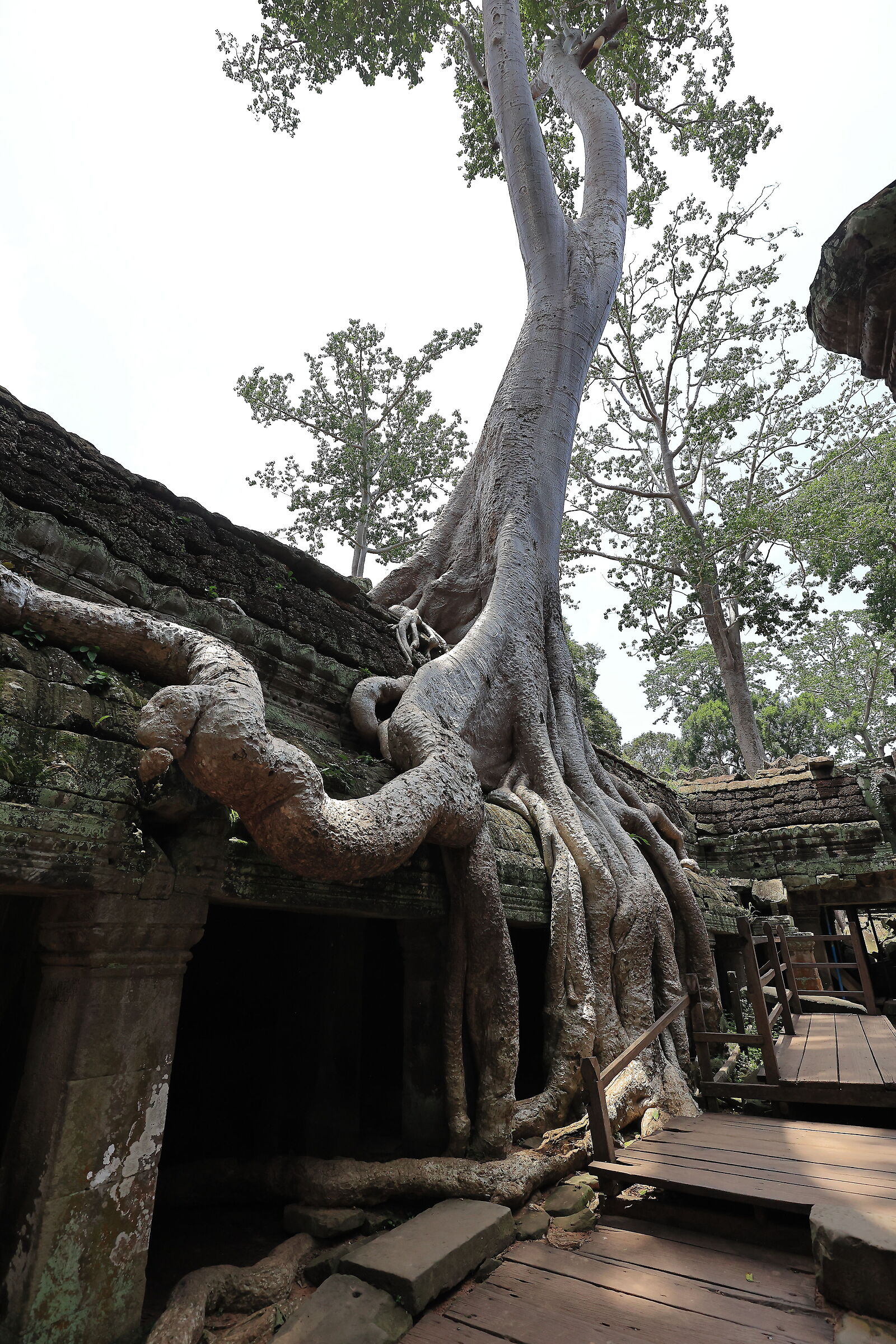 Ta Prohm & "Lara Croft: Tomb Raider"