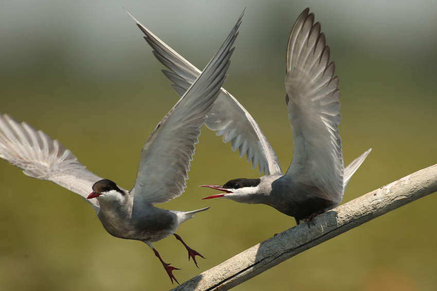 Whiskered Tern