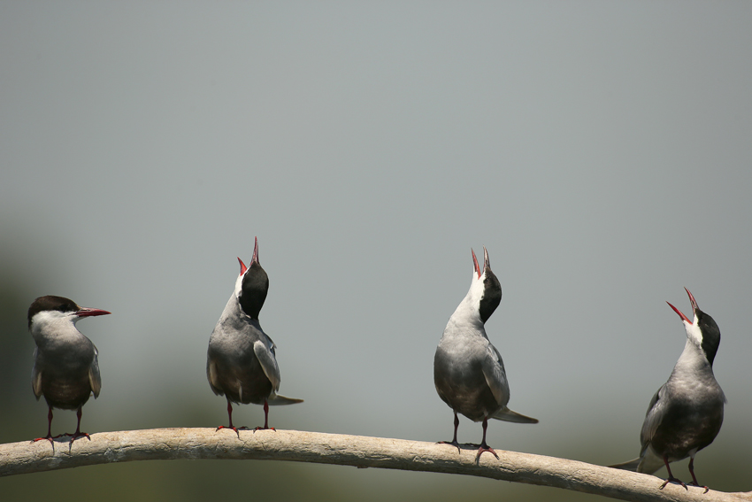 Whiskered Tern