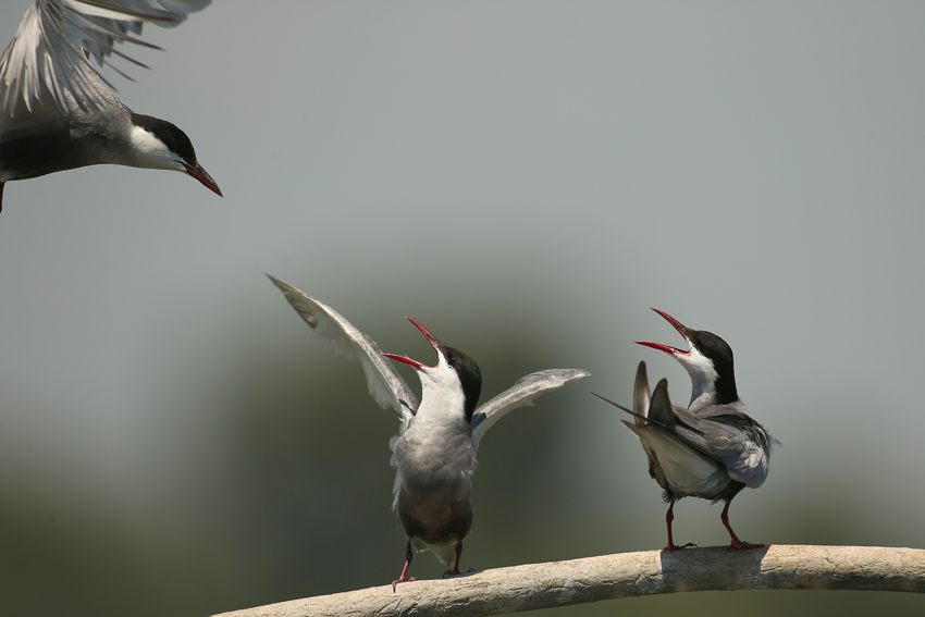 Whiskered Tern