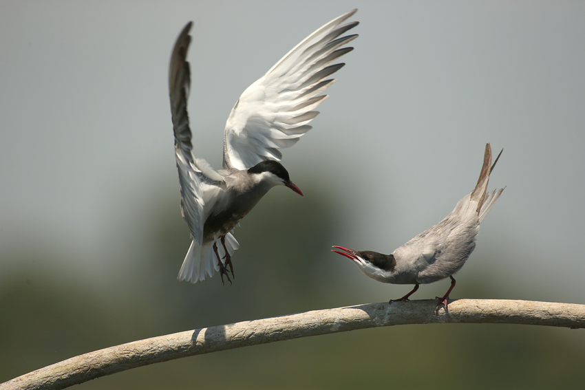 Whiskered Tern