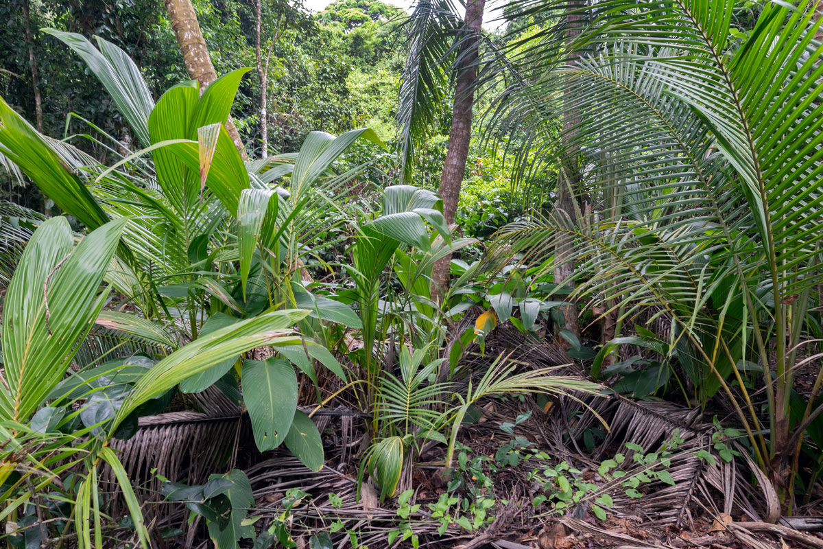 Corcovado NP, Costa Rica