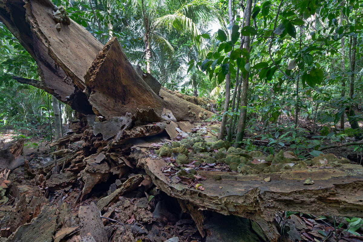 Corcovado NP, Costa Rica