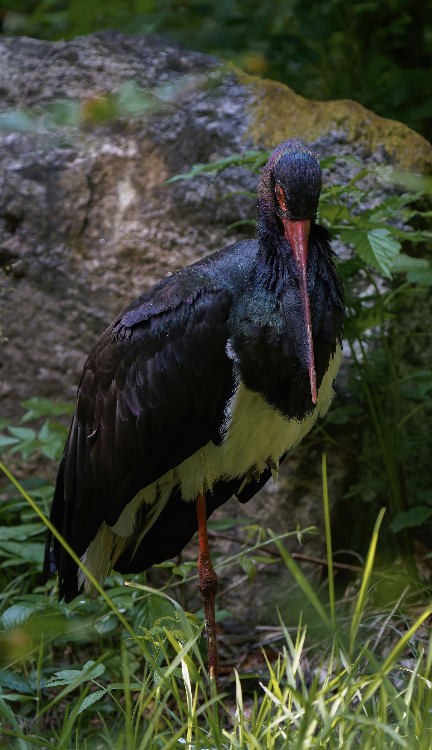 Black stork