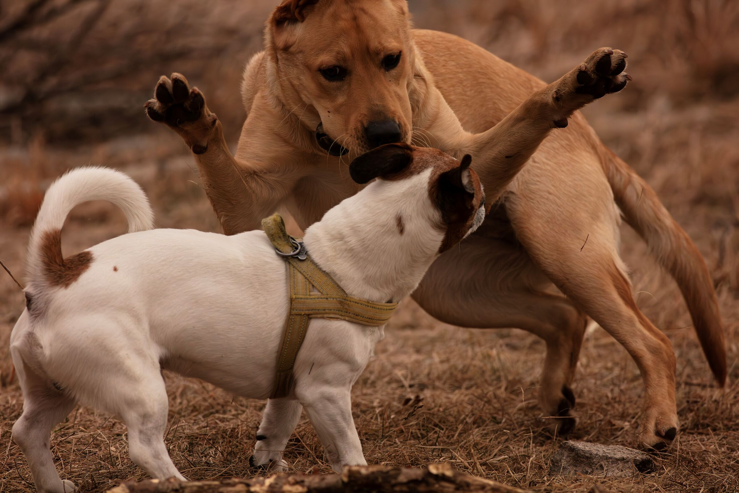 Furia's terrifying attack