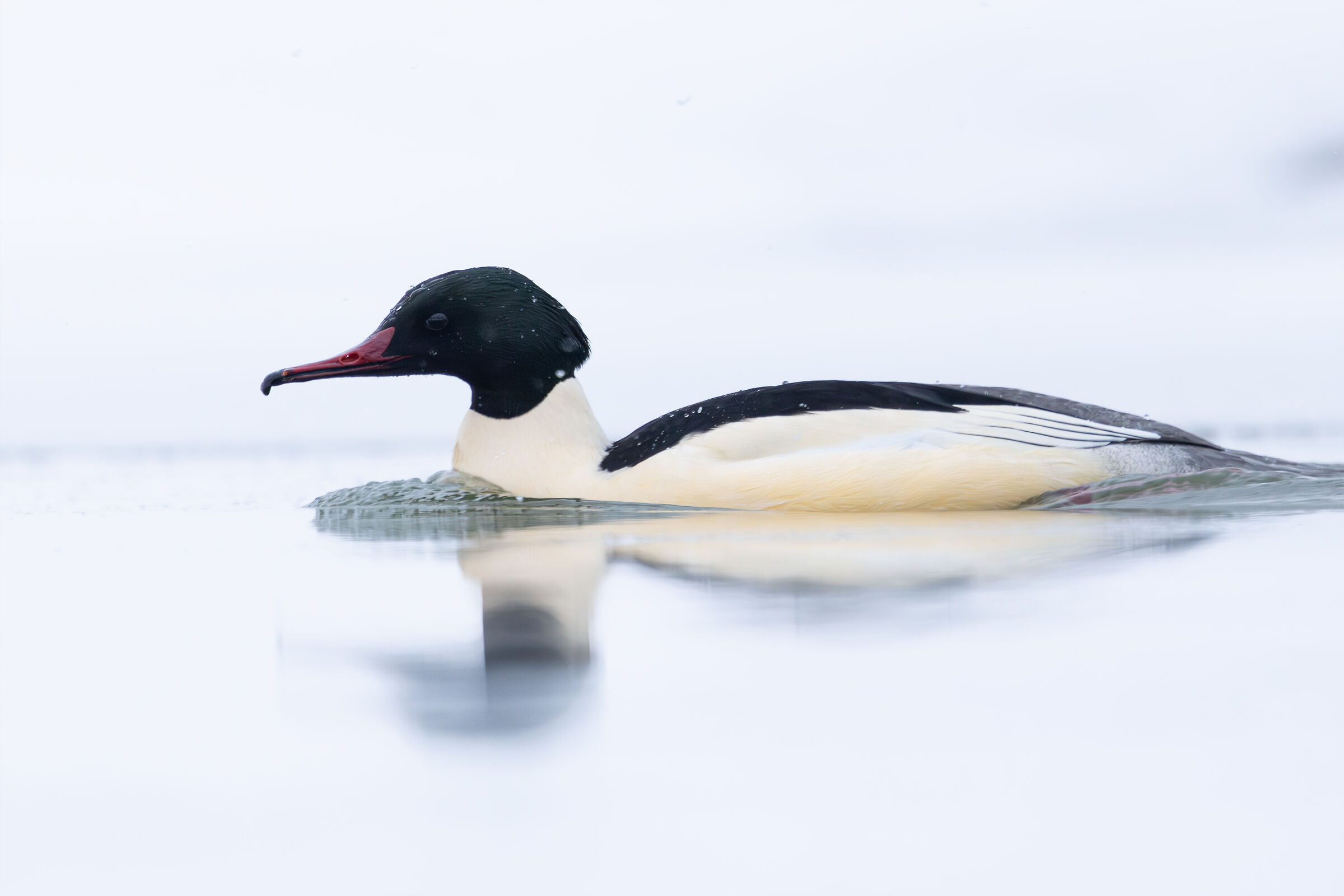 Goosander
