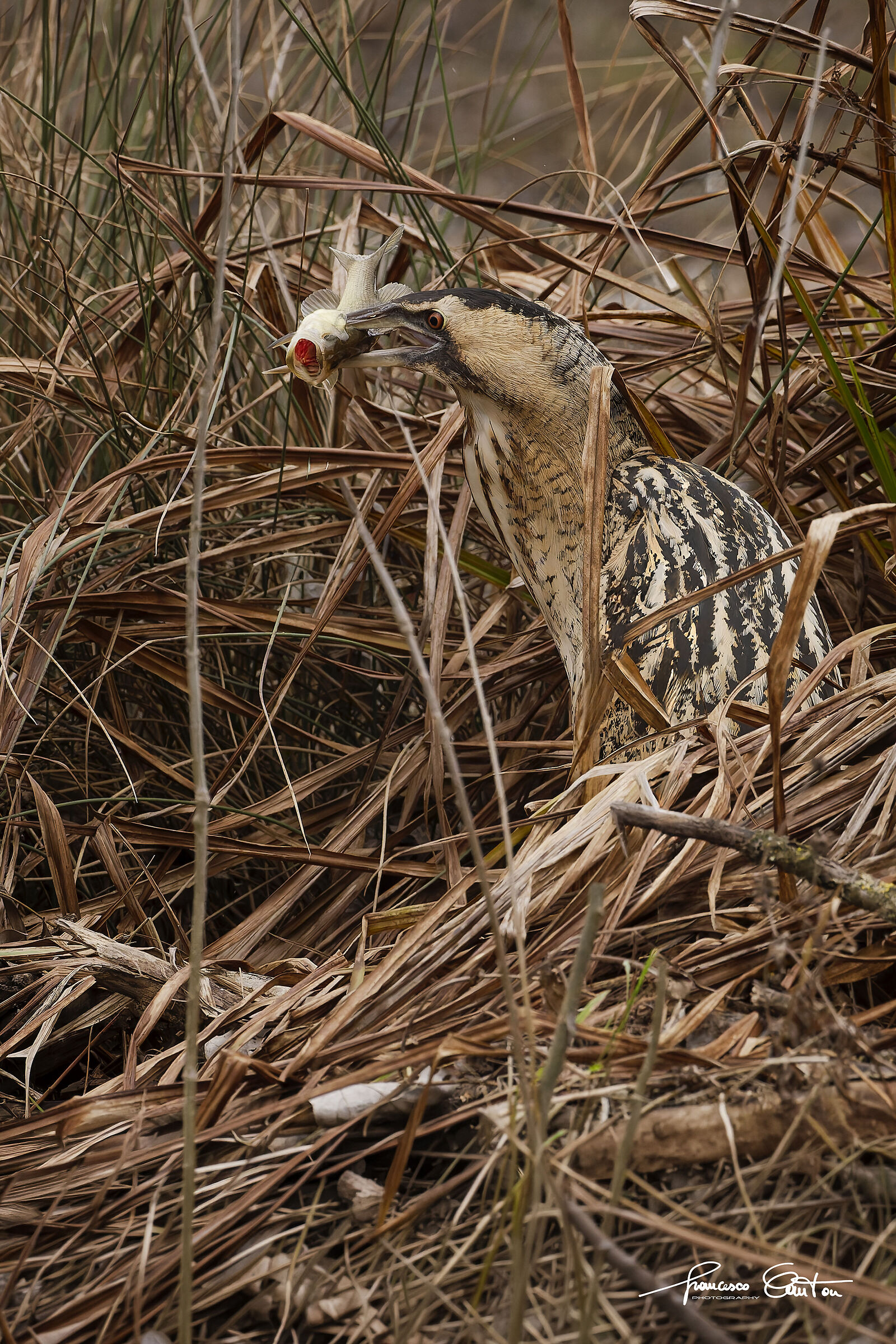 Bittern