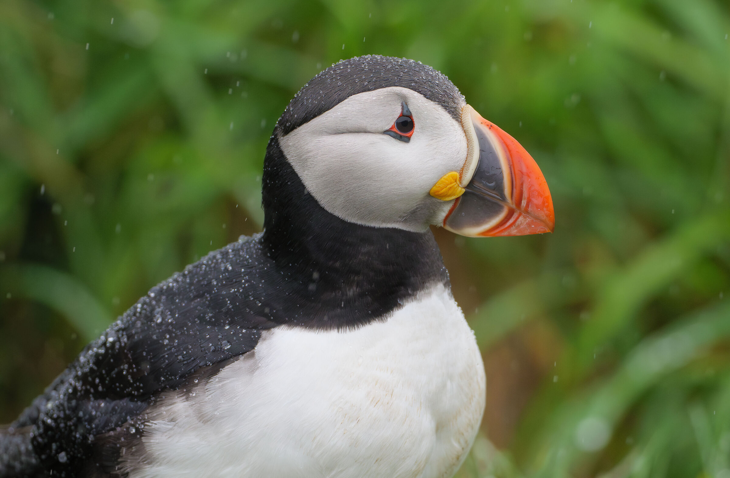 Piumette impermeabili.